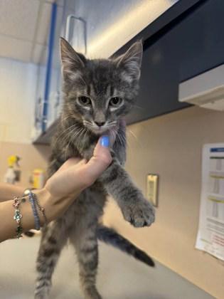 Enlarge Theodore, Simon, and Alvin, a ADOPTABLE mixed breed in Fremont, MI image 3/6