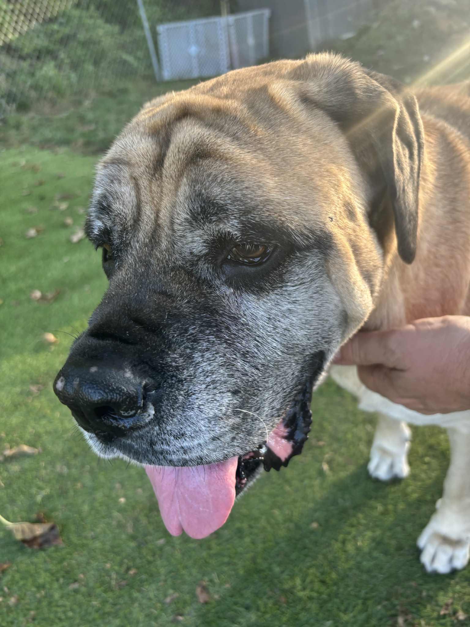 Gracie 2, adopted, Senior Female Boxer.