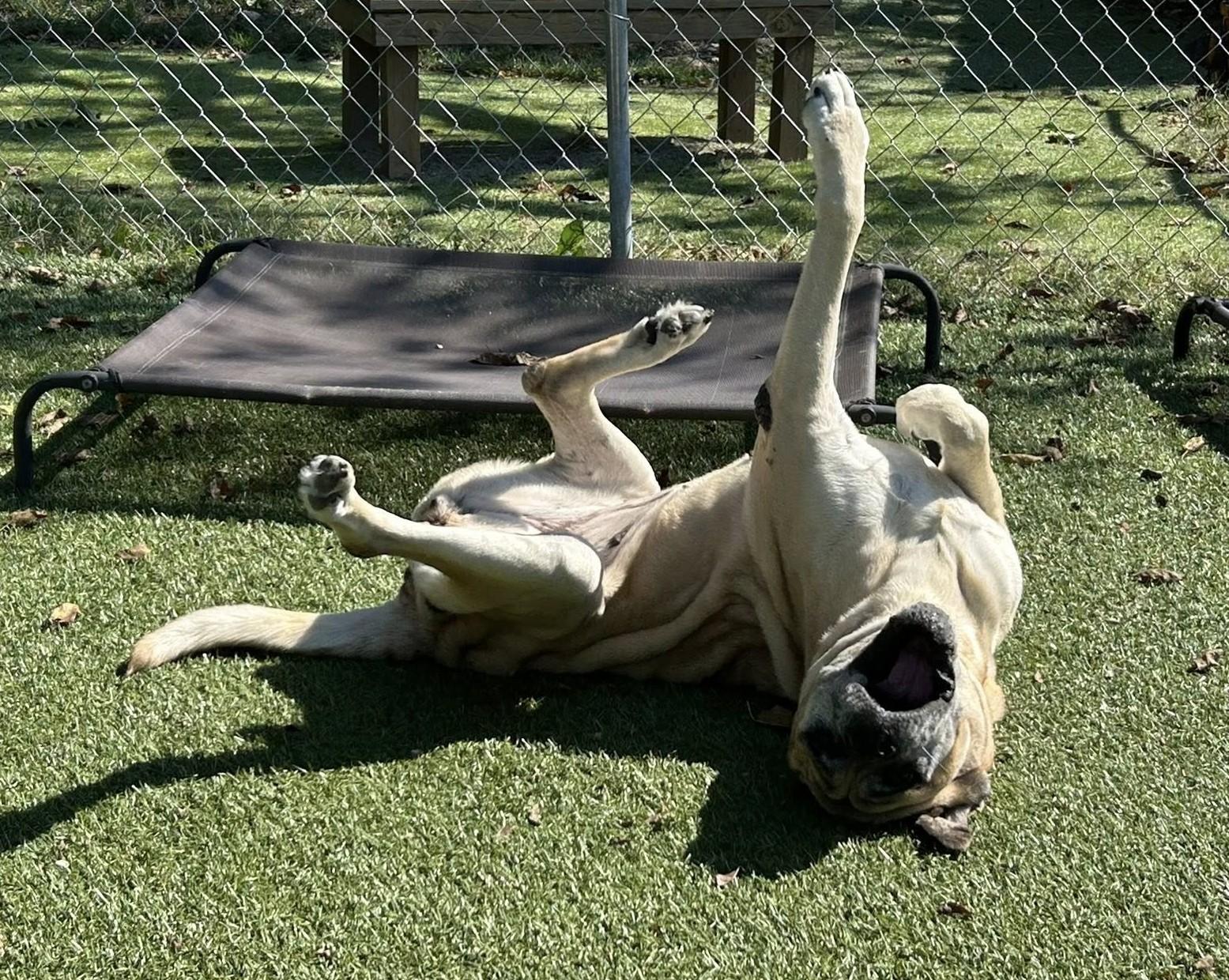 Enlarge Gracie 2, an adopted Boxer in Independence, MO image 2/4