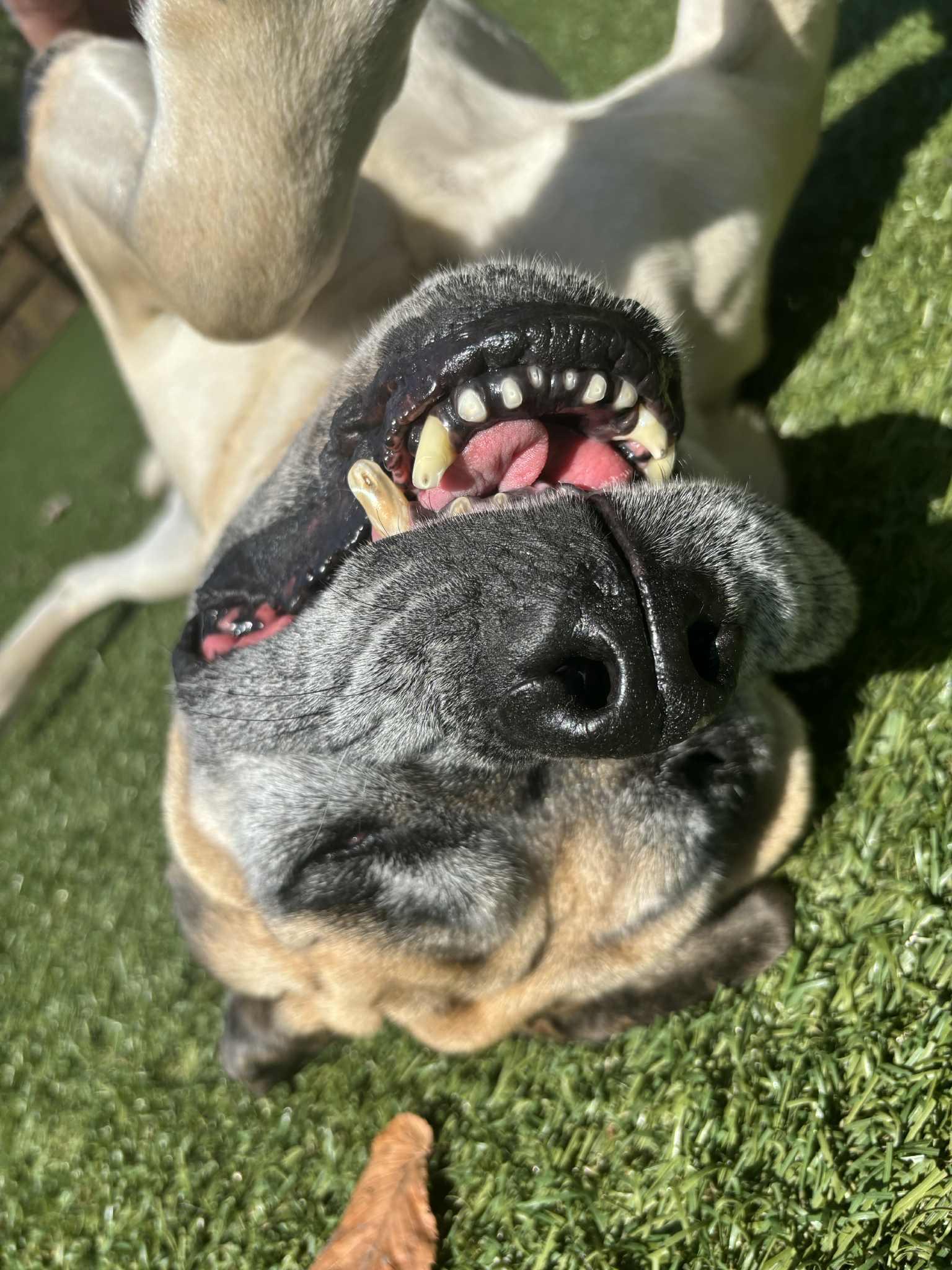 Enlarge Gracie 2, an adopted Boxer in Independence, MO image 4/4