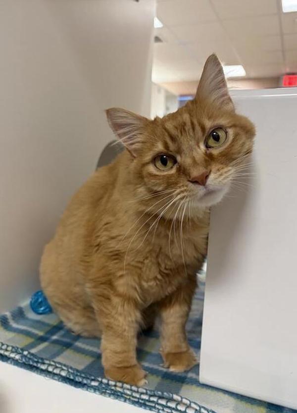 Rio, Adoptable, Senior Male Domestic Medium Hair.