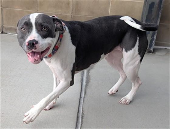 Enlarge WILMA, a Adoptable Pit Bull Terrier in Denver, CO image 1/1