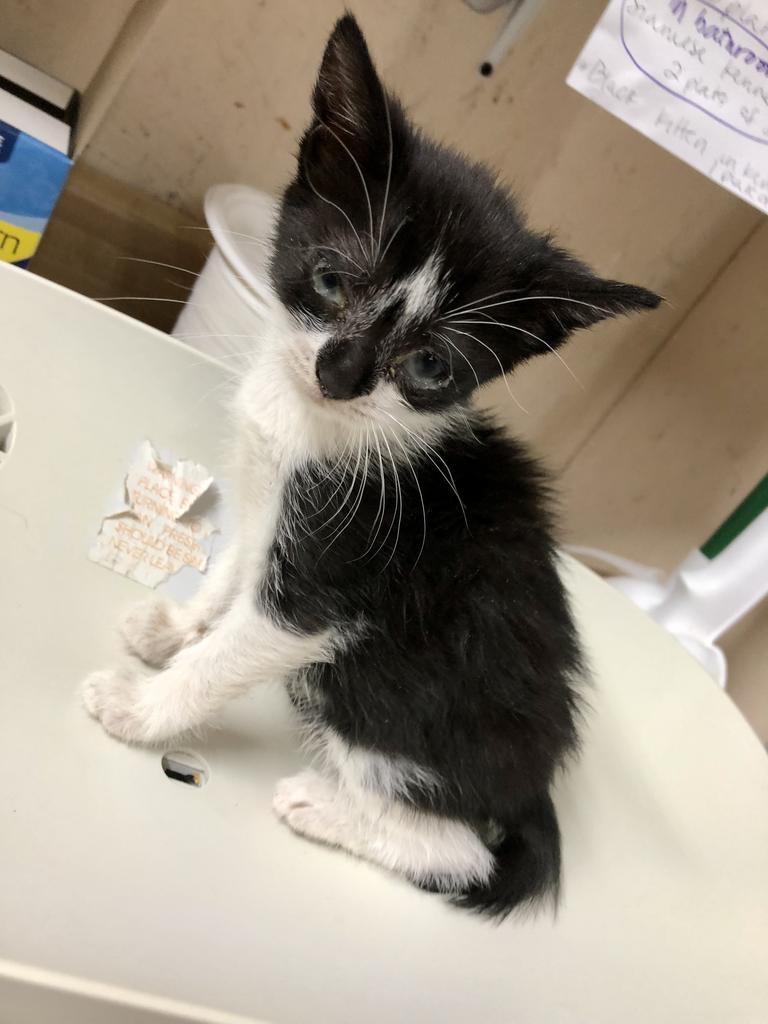 Lucille K, Adoptable, Adult Female Domestic Short Hair.