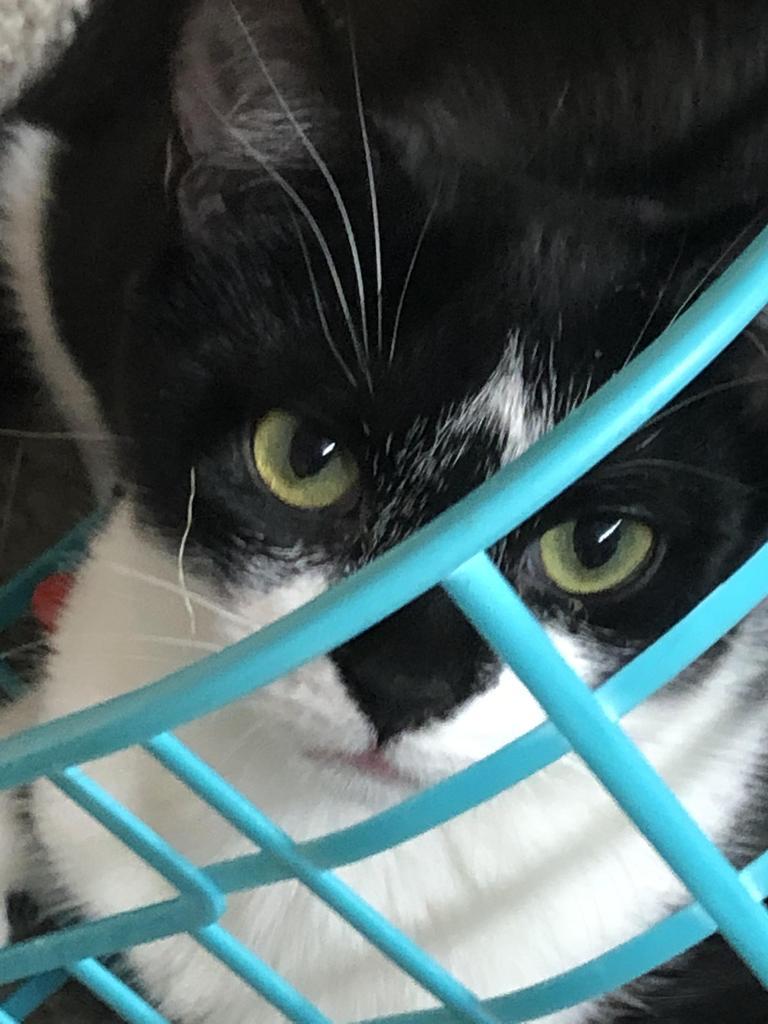 Enlarge Lucille K, a Adoptable mixed breed in Sherwood, OR image 4/5