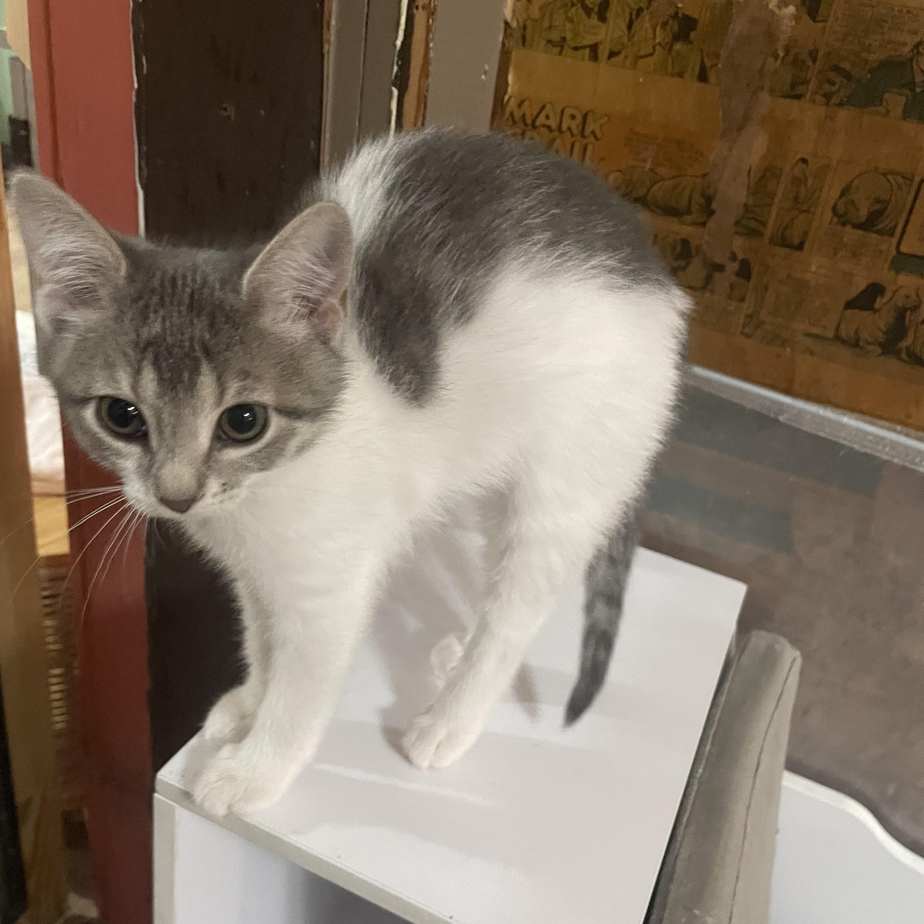 Emily, Adoptable, Kitten Female American Shorthair.