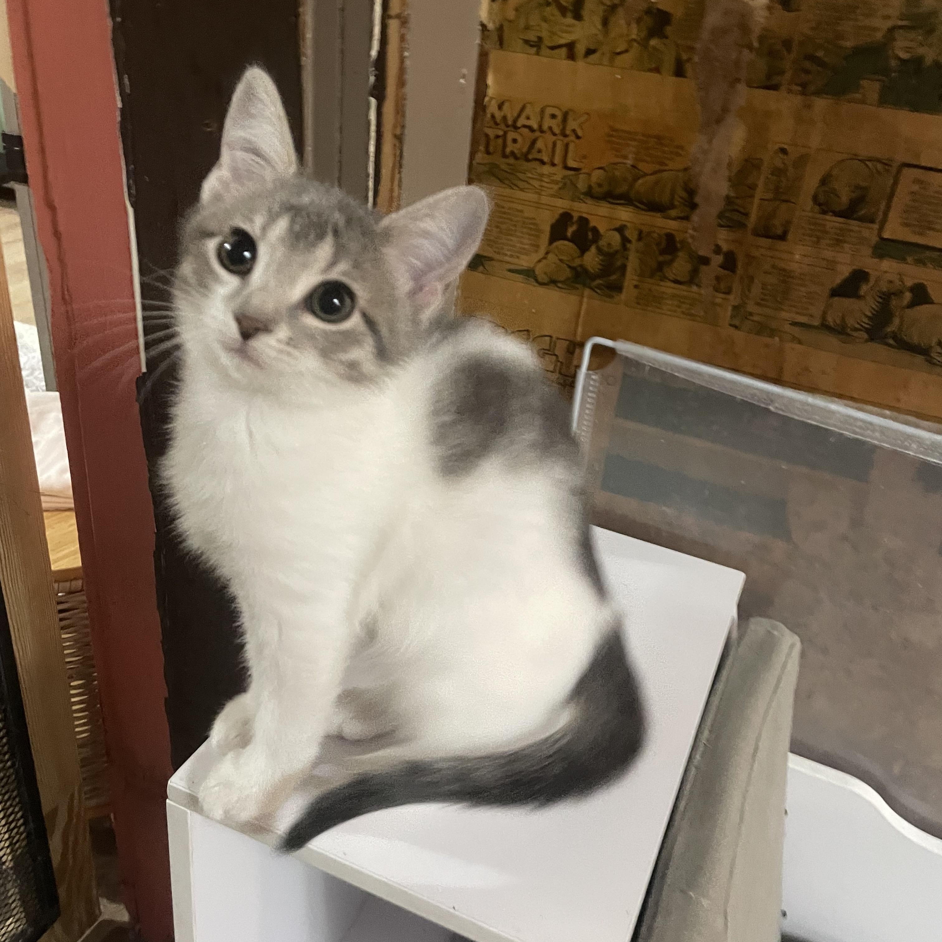 Enlarge Emily, a Adoptable mixed breed in Ellington, MO image 3/3