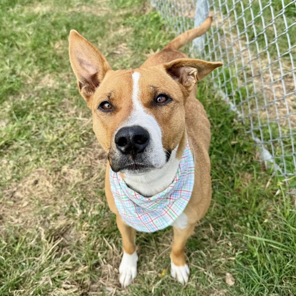 Koli, Adoptable, Adult Female American Staffordshire Terrier.