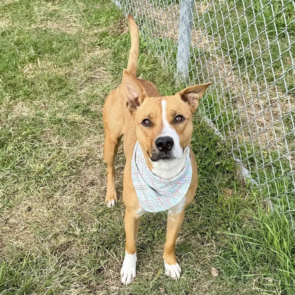 Enlarge Koli, a Adoptable American Staffordshire Terrier in Pittsburgh, PA image 3/6