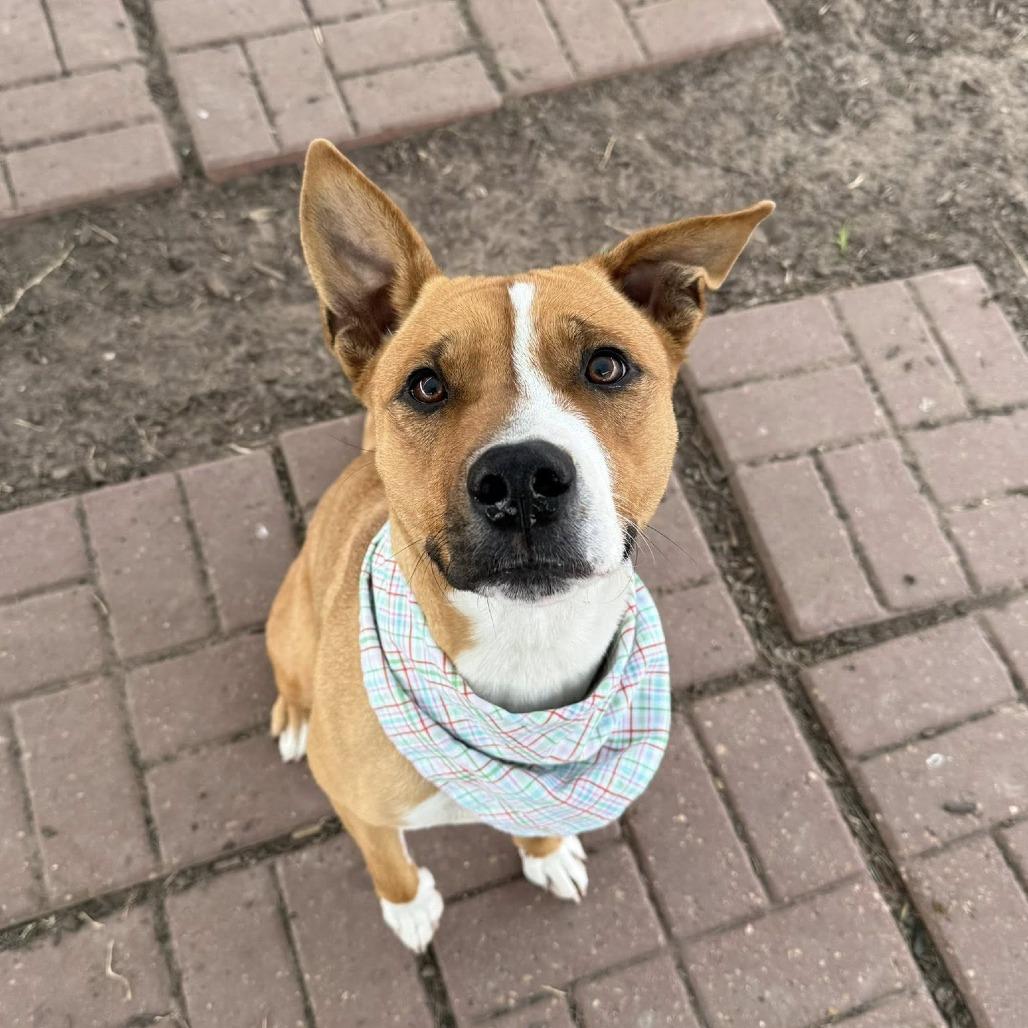 Enlarge Koli, a Adoptable American Staffordshire Terrier in Pittsburgh, PA image 5/6