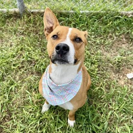 Enlarge Koli, a Adoptable American Staffordshire Terrier in Pittsburgh, PA image 6/6