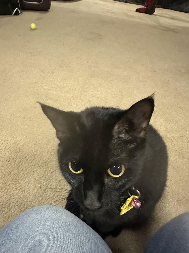 Raven, Adoptable, Adult Female Domestic Short Hair.