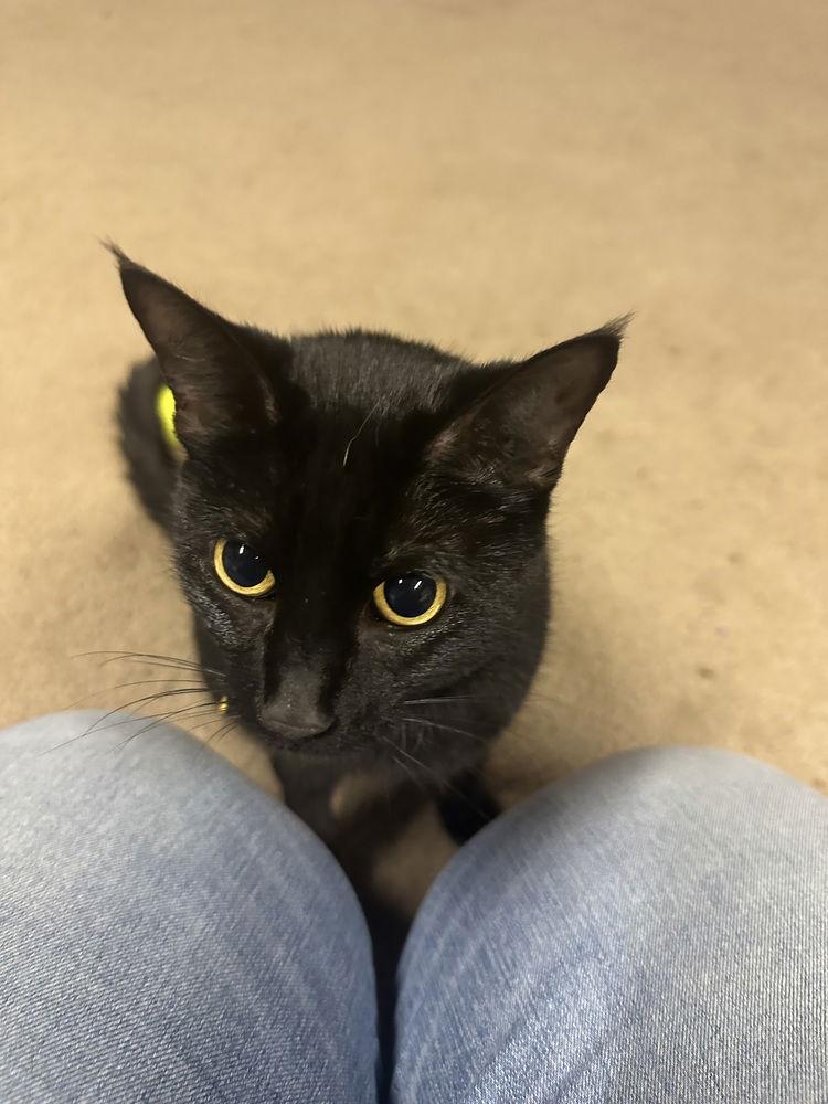 Enlarge Raven, a Adoptable Domestic Short Hair in O'Fallon, MO image 2/2