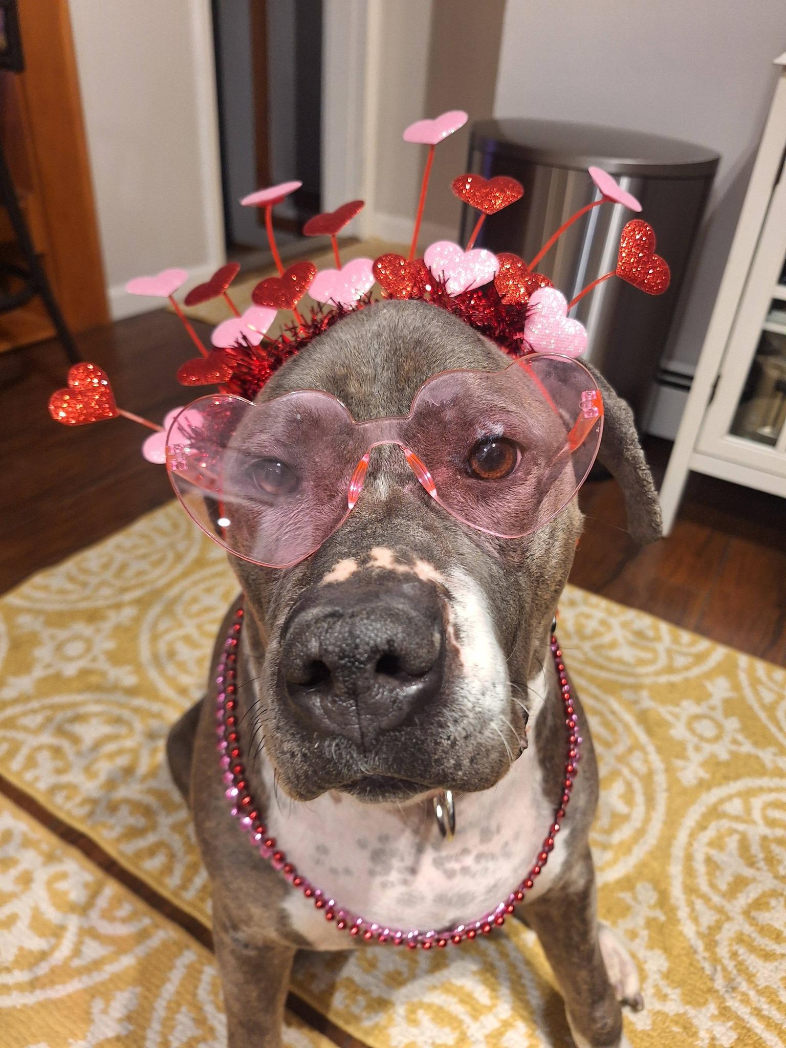 Enlarge Roxi, an adopted mixed breed in Amsterdam, NY image 1/6