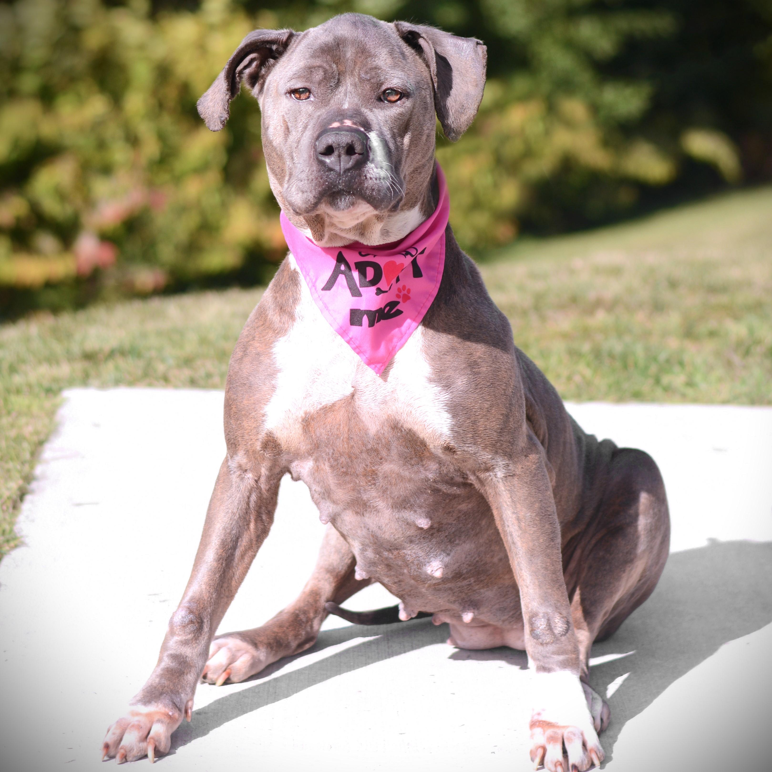 Enlarge Roxi, a Adoptable mixed breed in Amsterdam, NY image 4/5