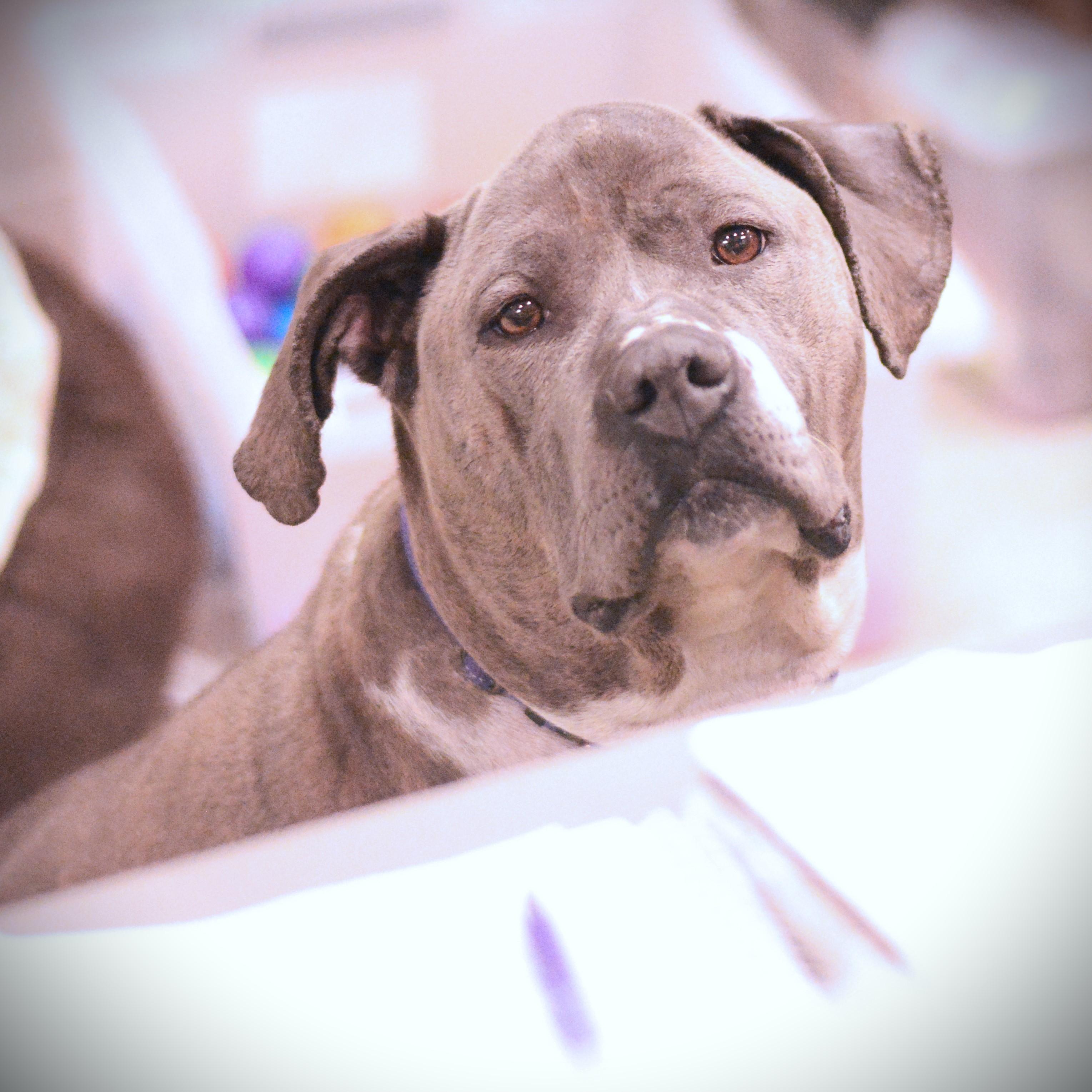 Roxi, Adoptable, Adult Female Terrier.