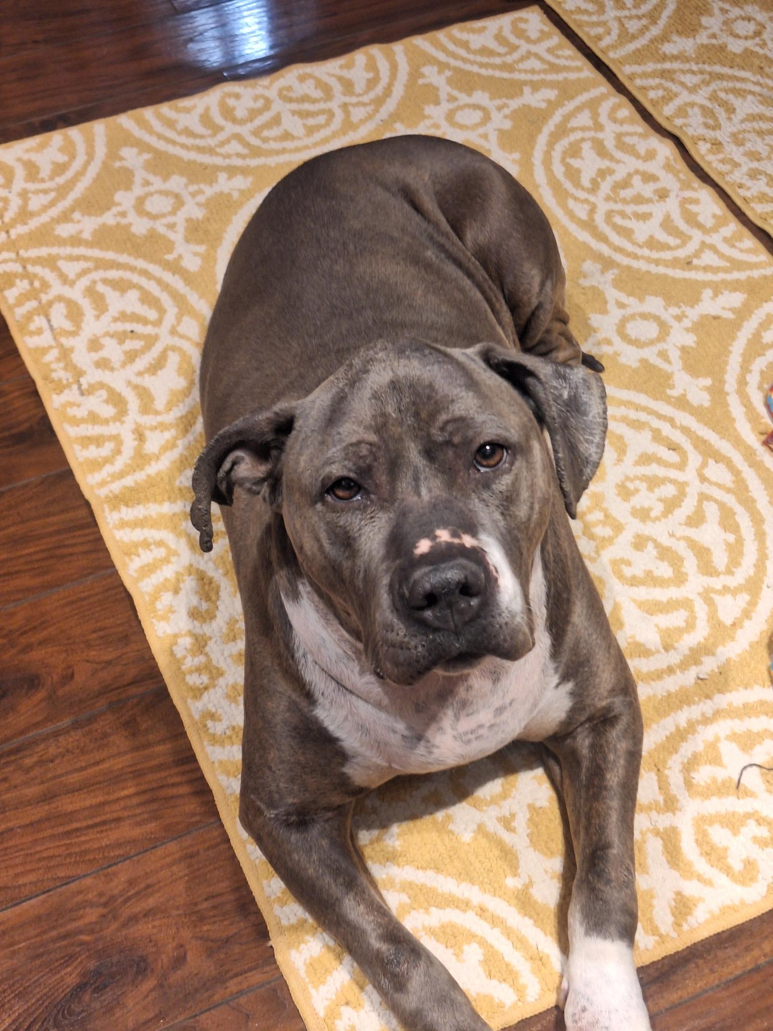 Enlarge Roxi, an adopted mixed breed in Amsterdam, NY image 6/6