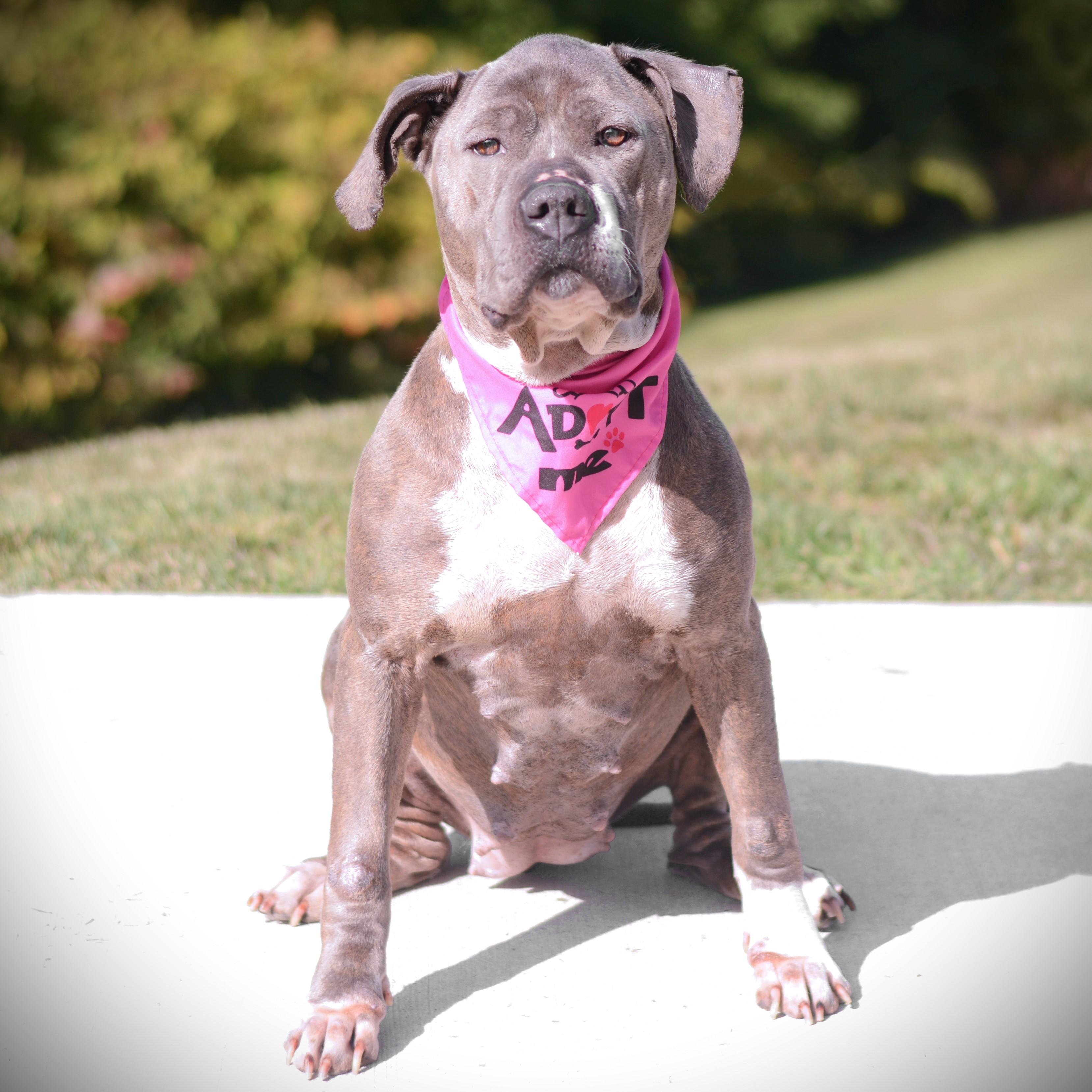 Enlarge Roxi, a Adoptable mixed breed in Amsterdam, NY image 3/5