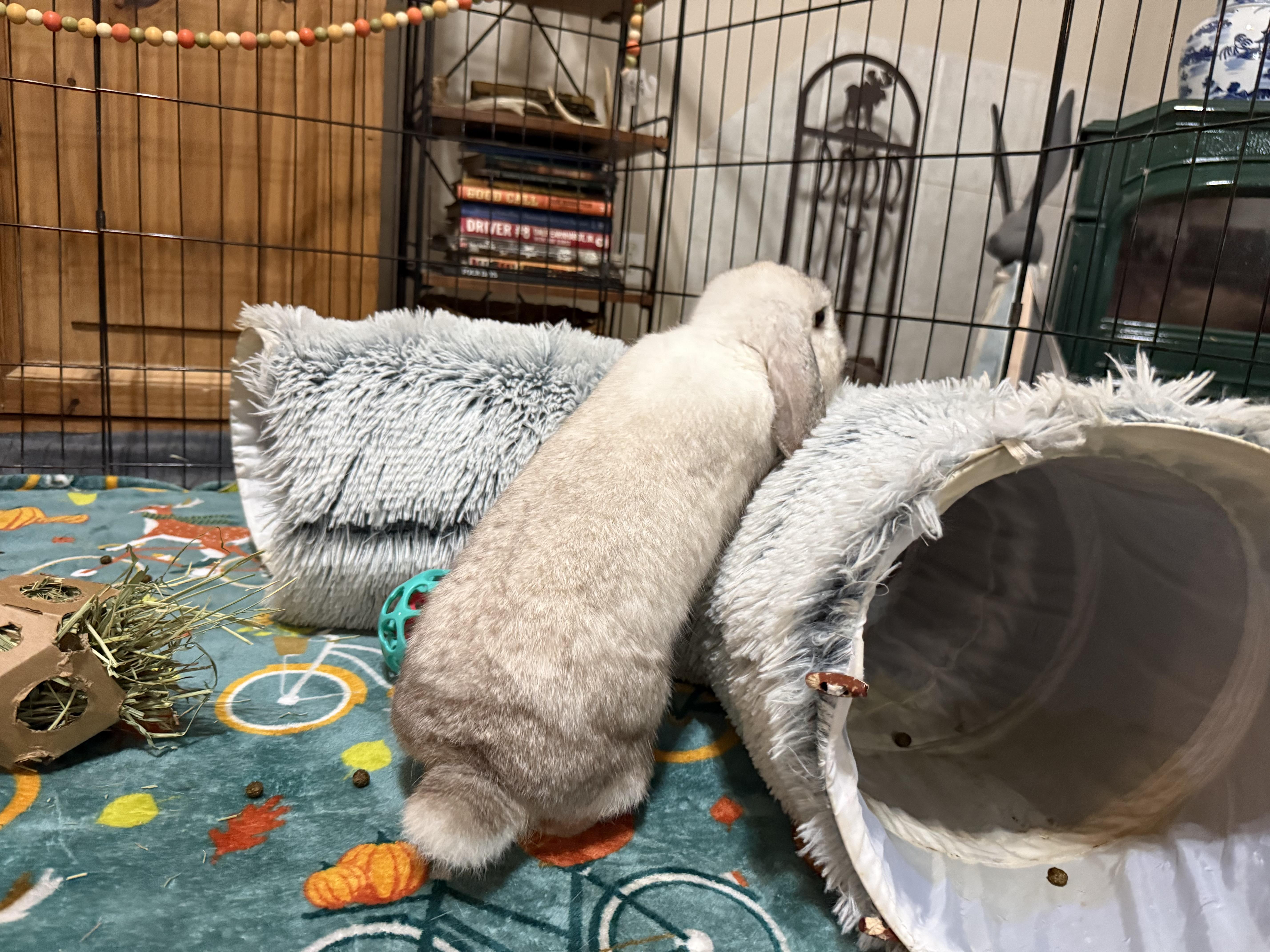 Enlarge Moon Beam, a Adoptable Mini Lop in Little Rock, AR image 2/6