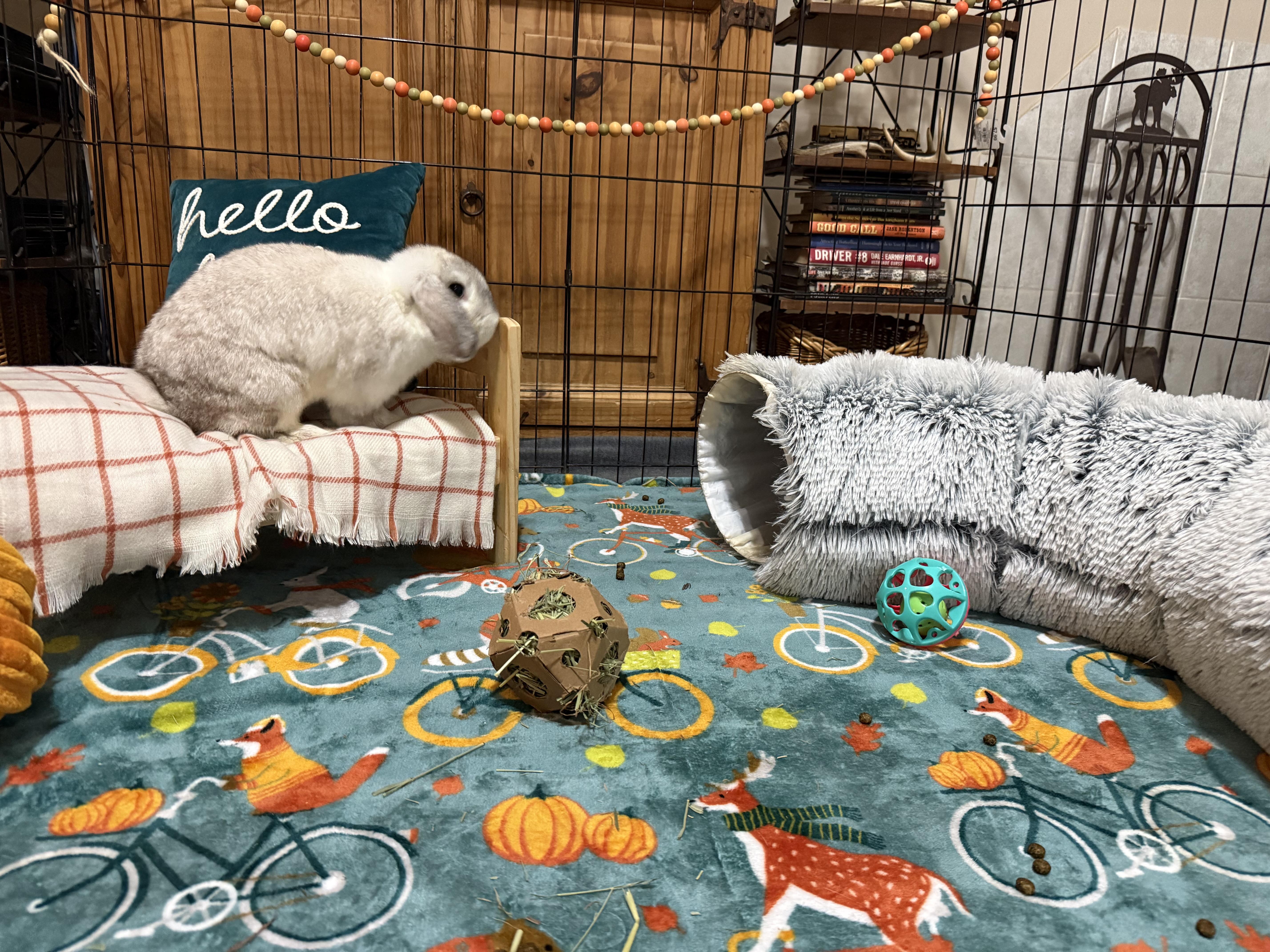Enlarge Moon Beam, a Adoptable Mini Lop in Little Rock, AR image 3/6