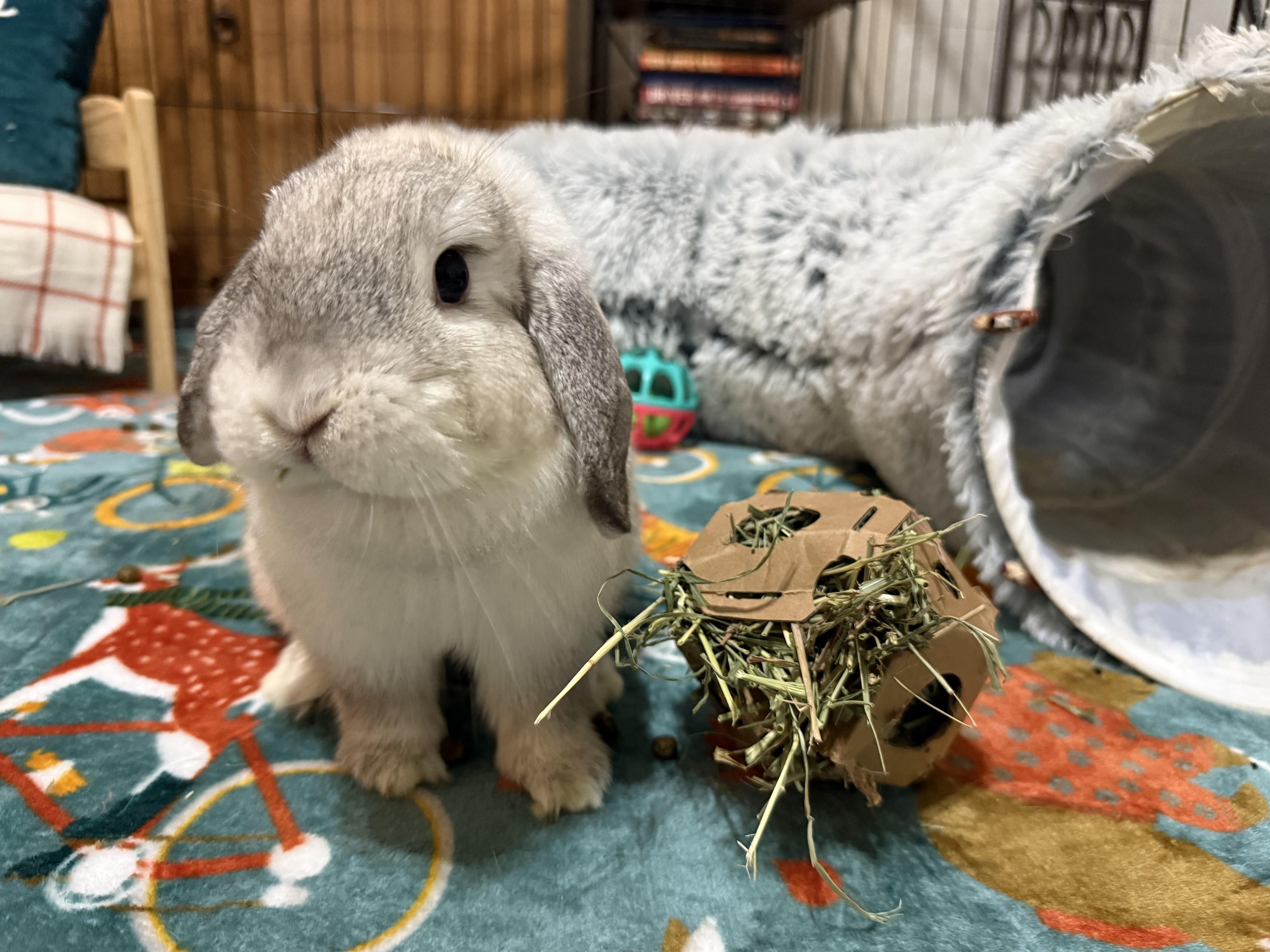Moon Beam, Adoptable, Young Female Mini Lop.