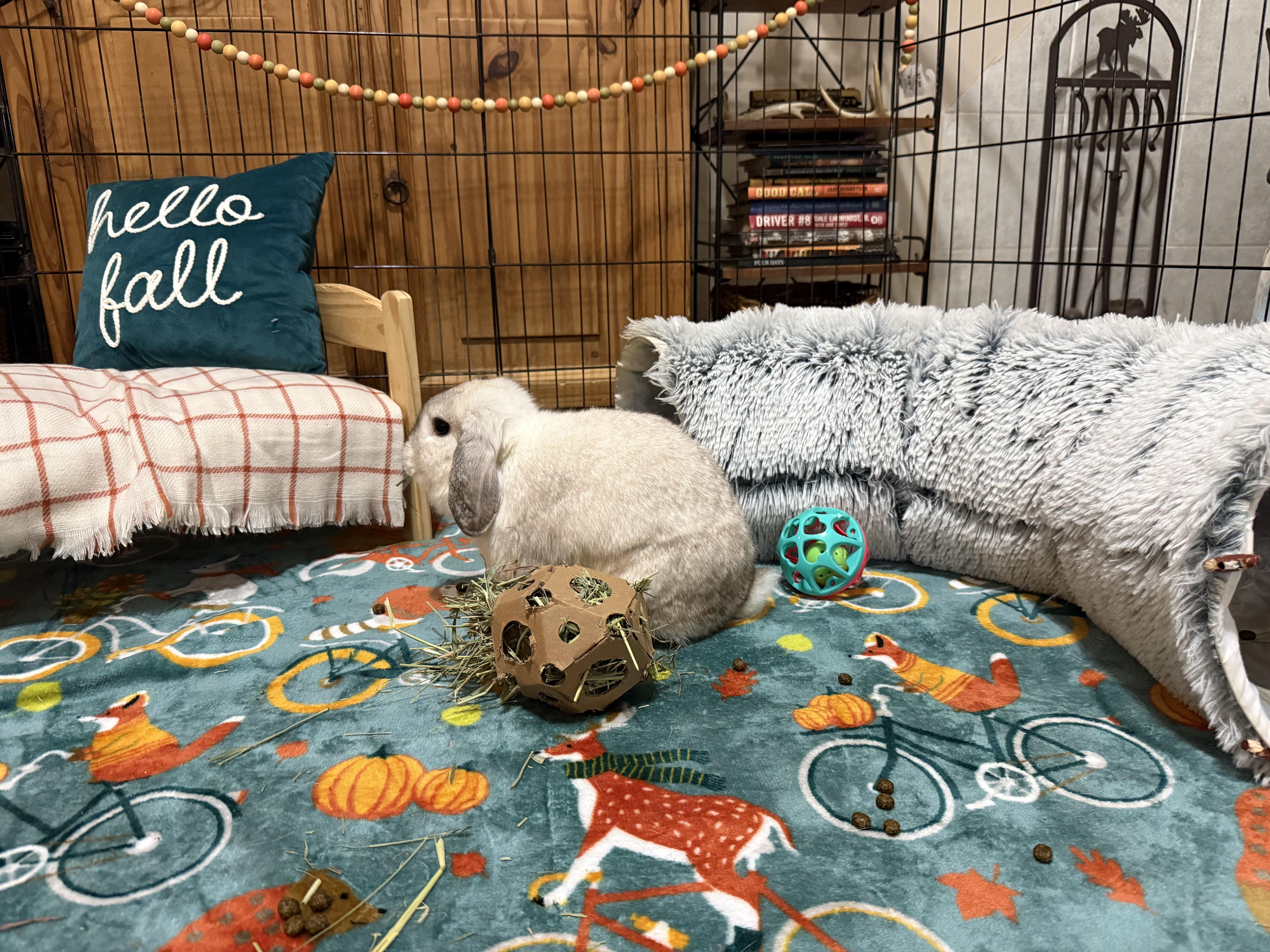 Enlarge Moon Beam, a Adoptable Mini Lop in Little Rock, AR image 5/6