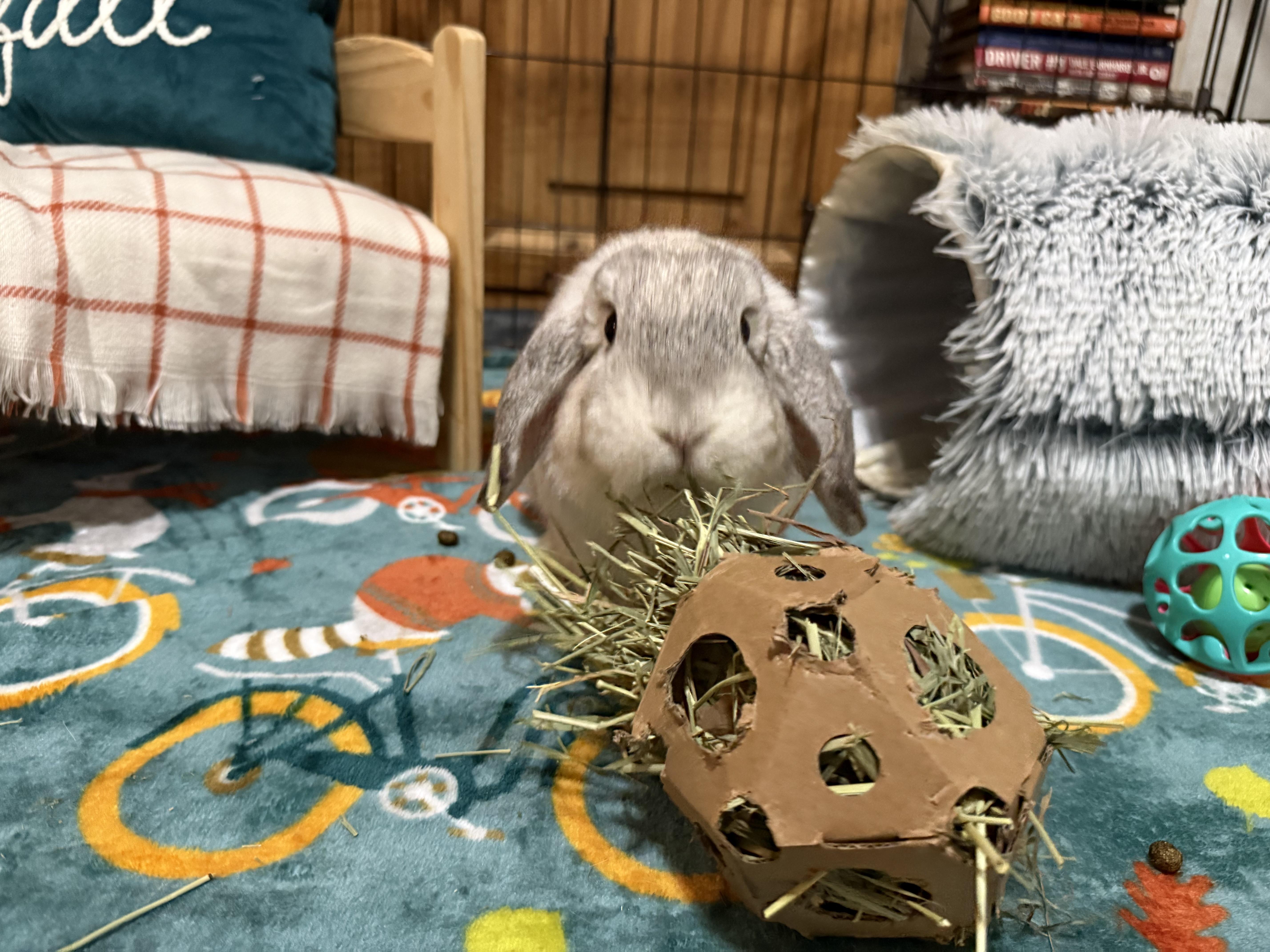 Enlarge Moon Beam, a Adoptable Mini Lop in Little Rock, AR image 4/6