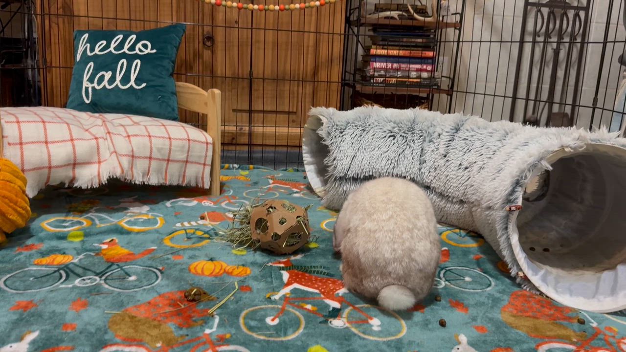 Enlarge Moon Beam, a Adoptable Mini Lop in Little Rock, AR video 6/6