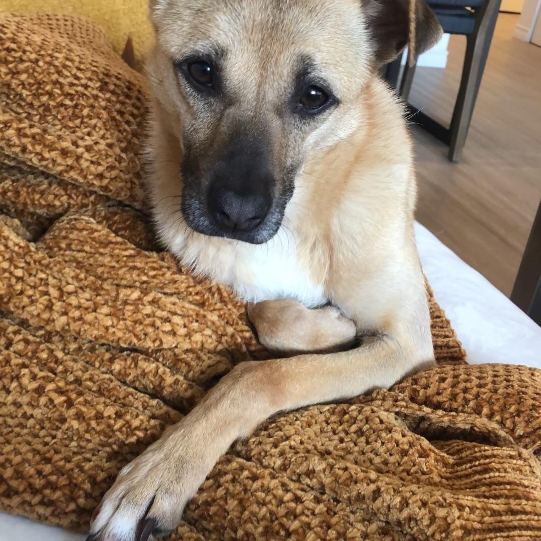 Neo, a Adopted mixed breed in Surrey, BC image 1/4