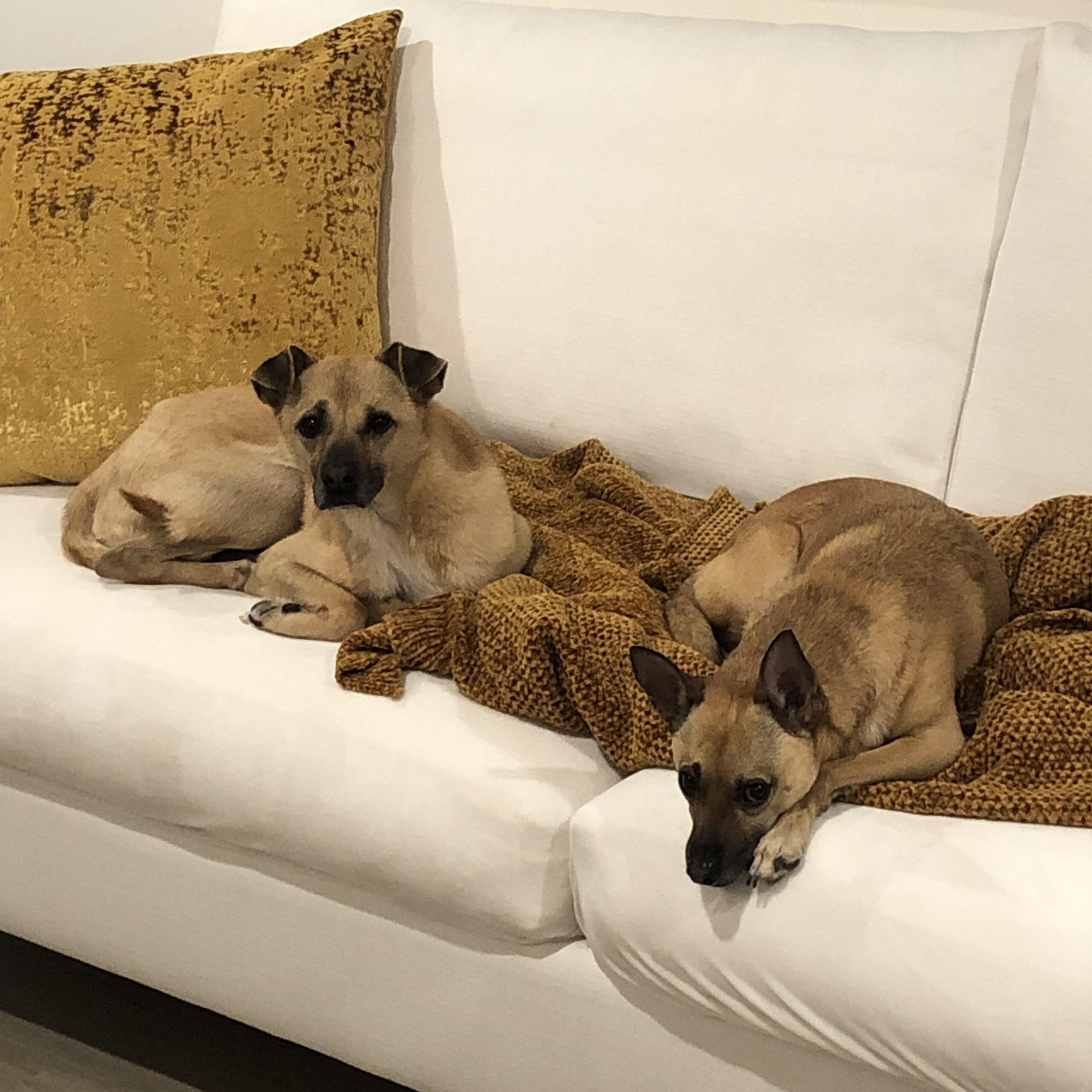 Neo, a Adopted mixed breed in Surrey, BC image 2/4