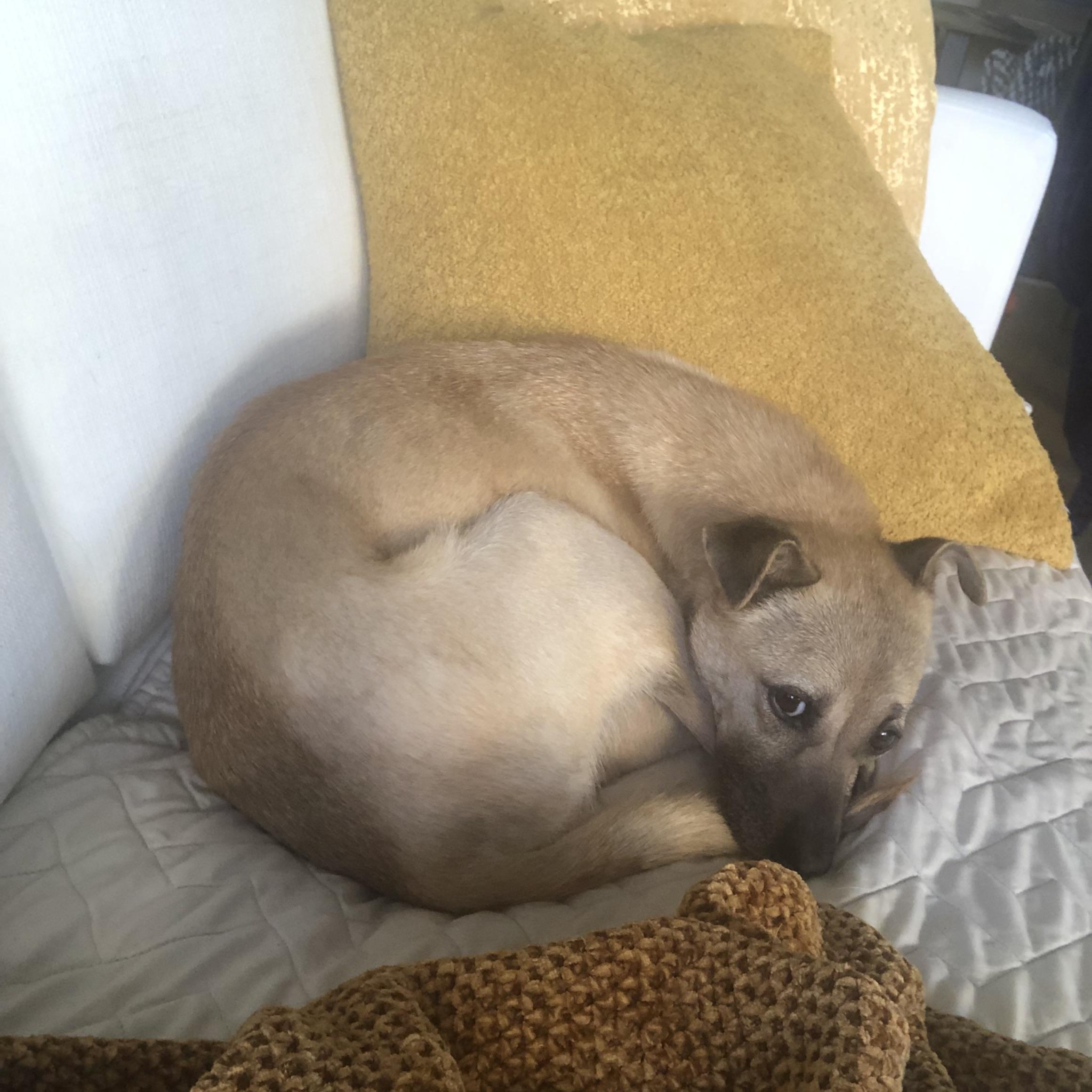 Neo, a Adopted mixed breed in Surrey, BC image 3/4