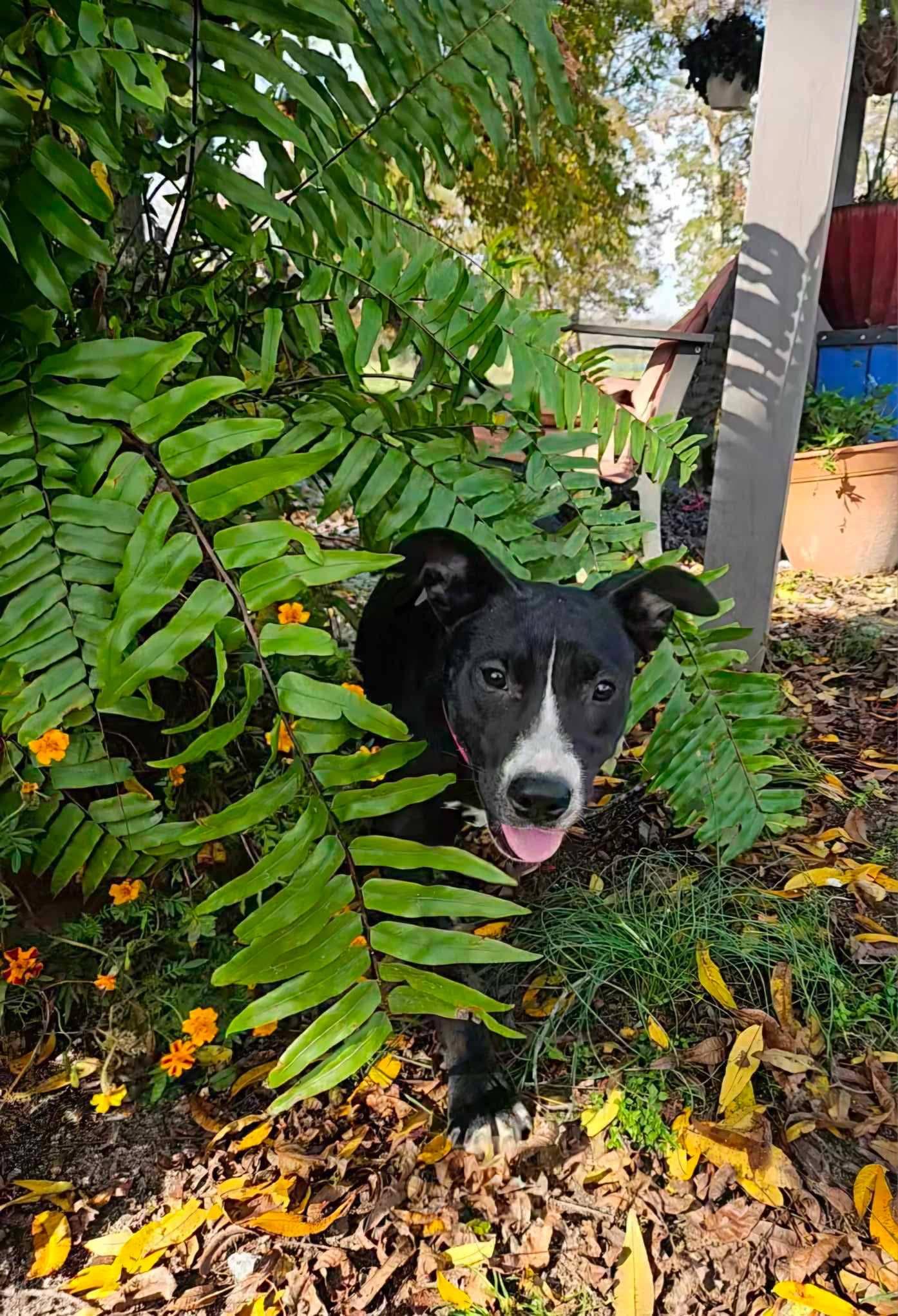 Inky, Adult Female Mixed Breed