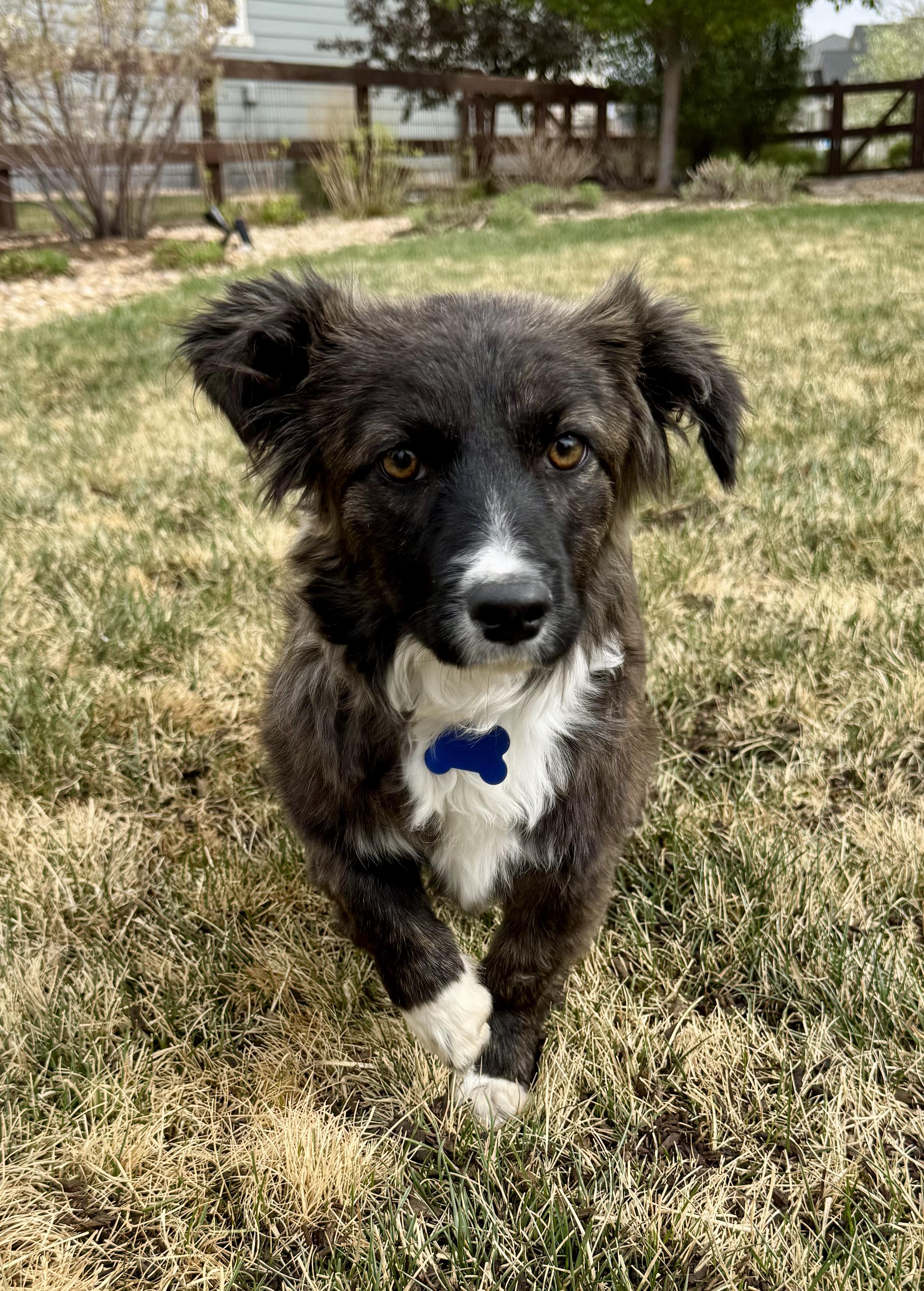Enlarge Harper, an adopted mixed breed in Fort Collins, CO image 2/6