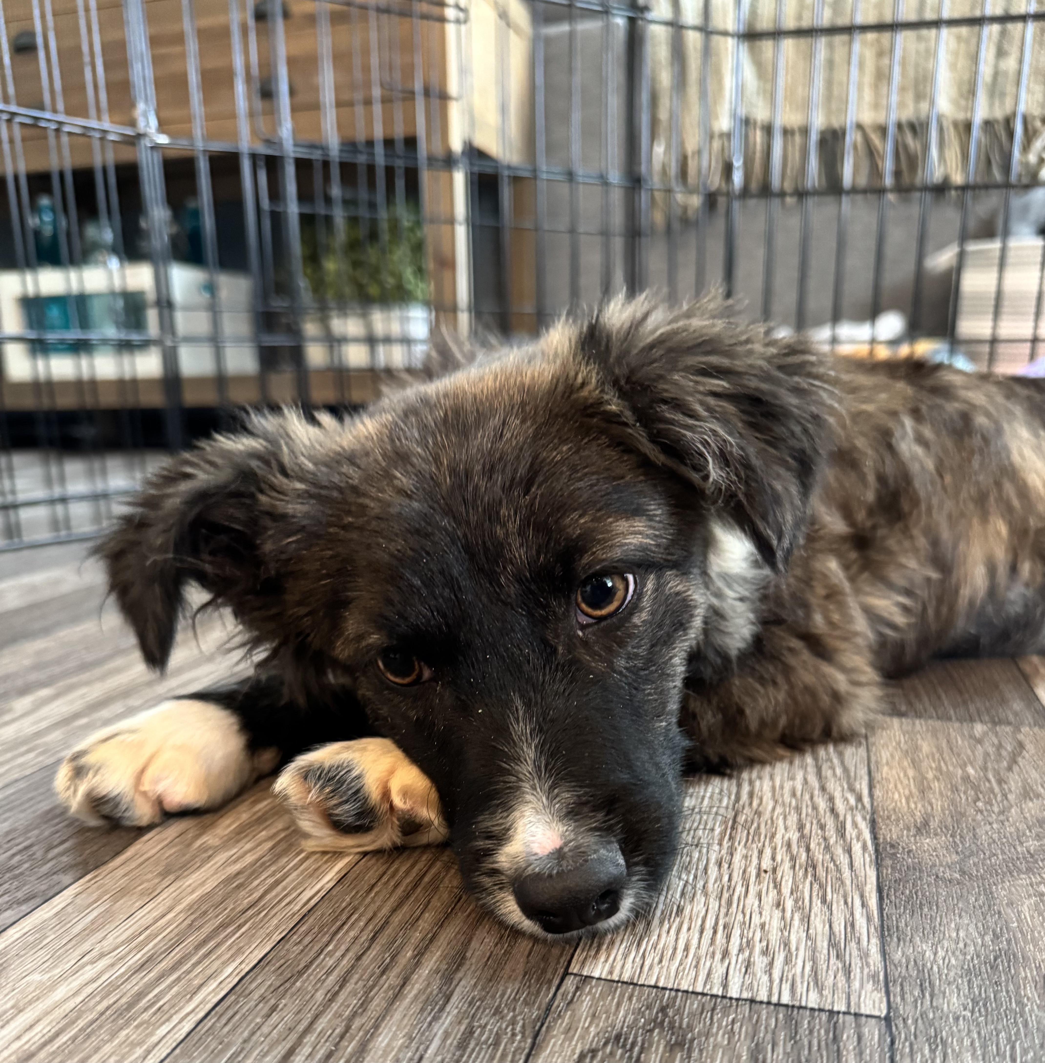 Enlarge Harper, an adopted mixed breed in Fort Collins, CO image 3/6