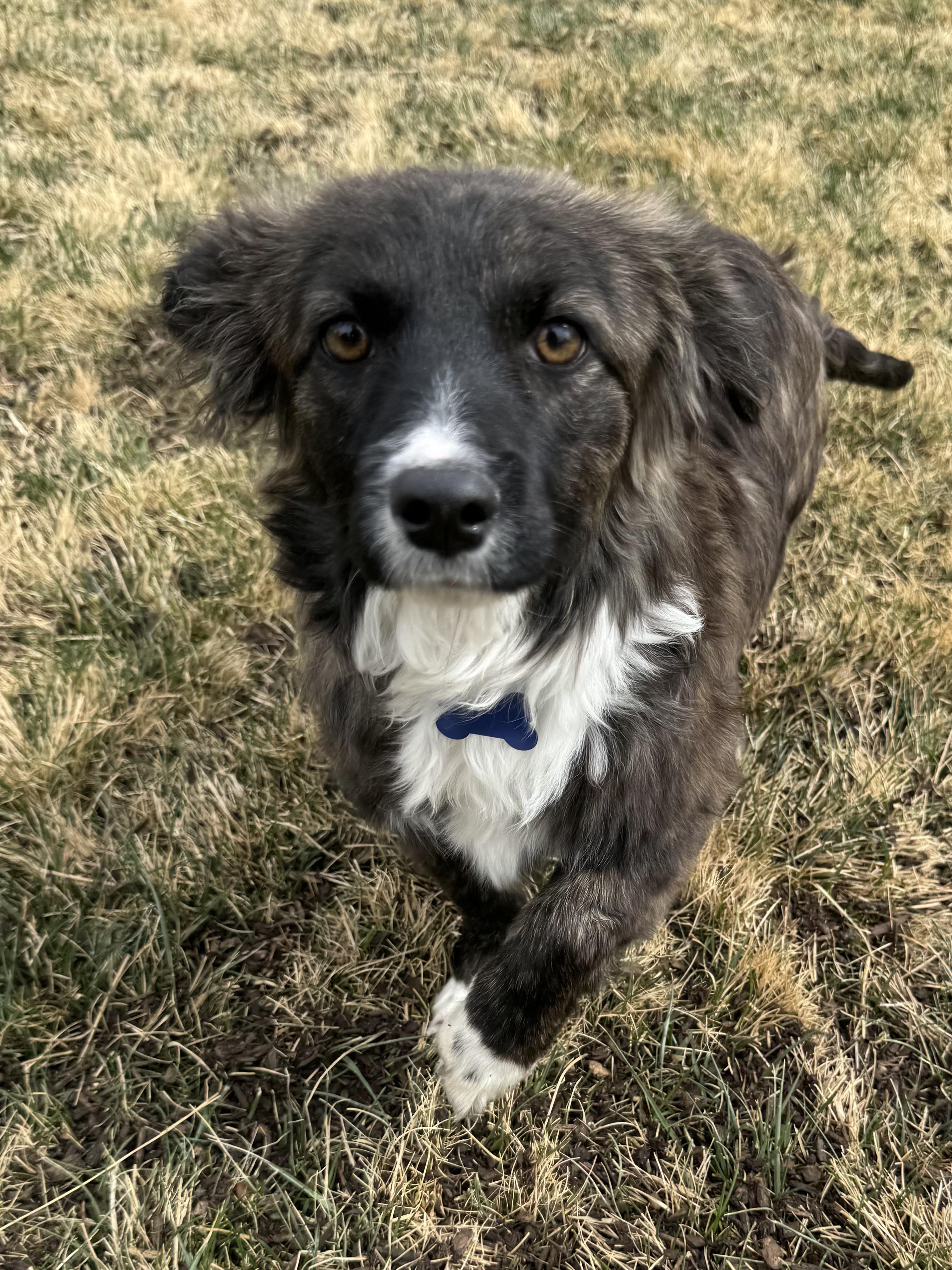 Enlarge Harper, an adopted mixed breed in Fort Collins, CO image 4/6