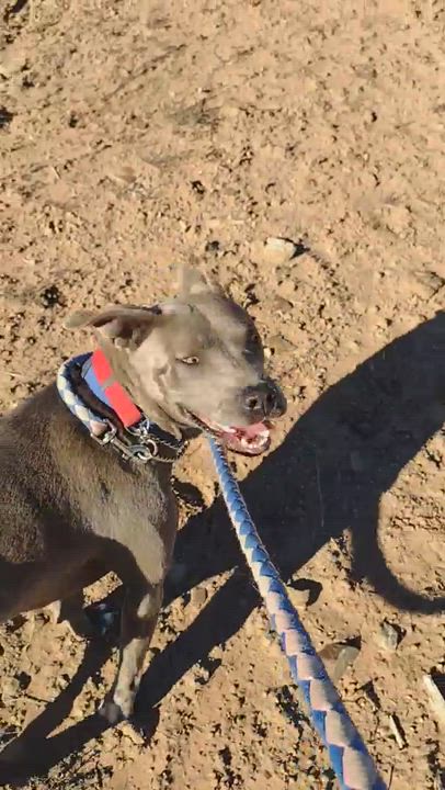 Enlarge Dolly, a Adopted Pit Bull Terrier in Cortez, CO video 1/8