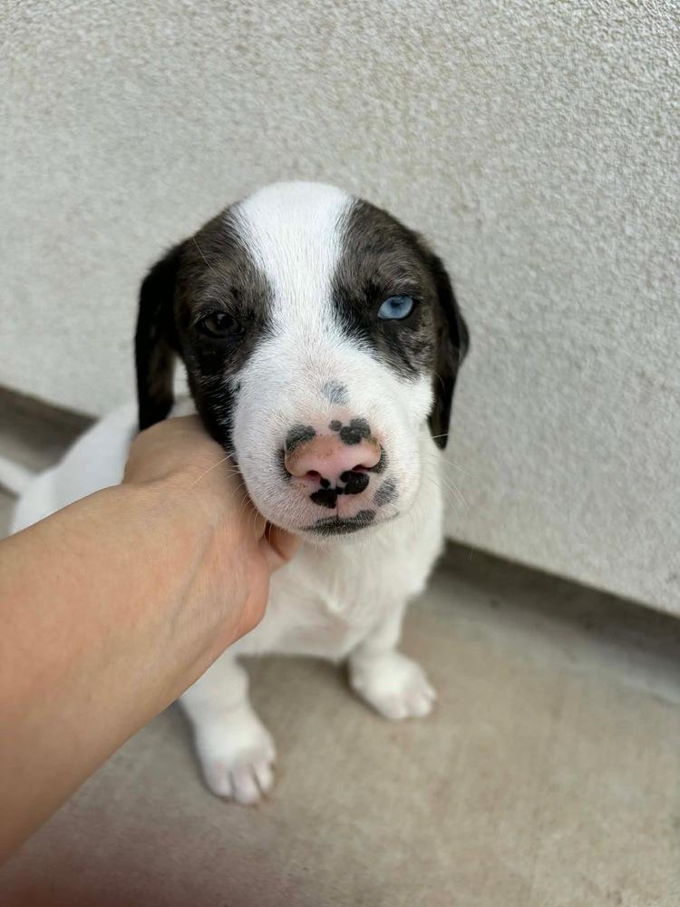 Hank (Oakley's Litter) — thumbnail 3