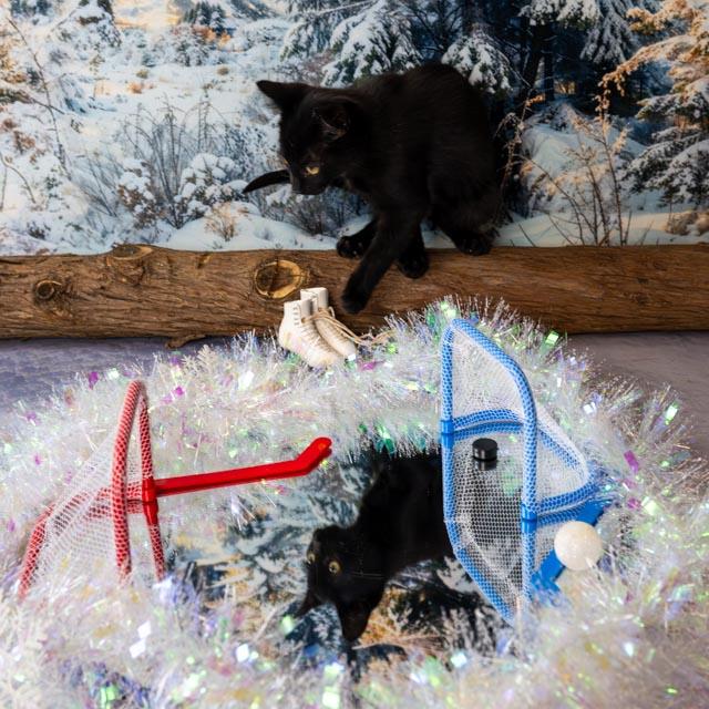 Allen, an adopted Domestic Short Hair in Lapeer, MI image 4/4