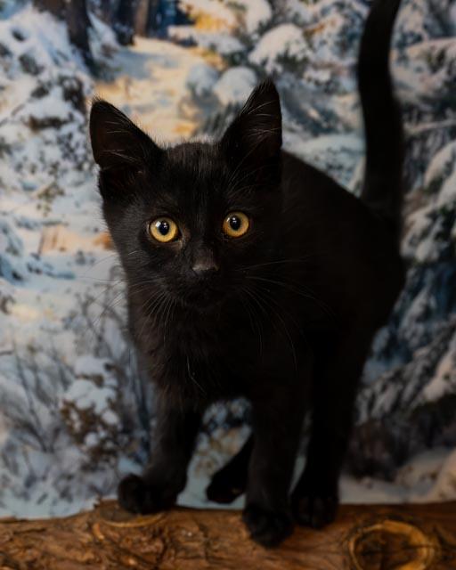 Allen, an adopted Domestic Short Hair in Lapeer, MI image 1/4