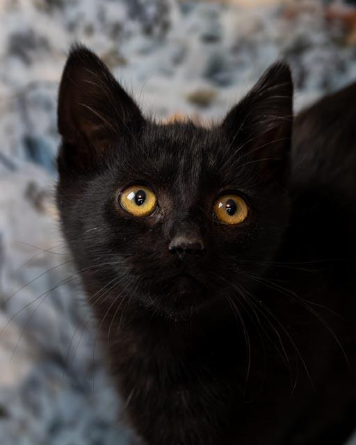 Allen, an adopted Domestic Short Hair in Lapeer, MI image 3/4