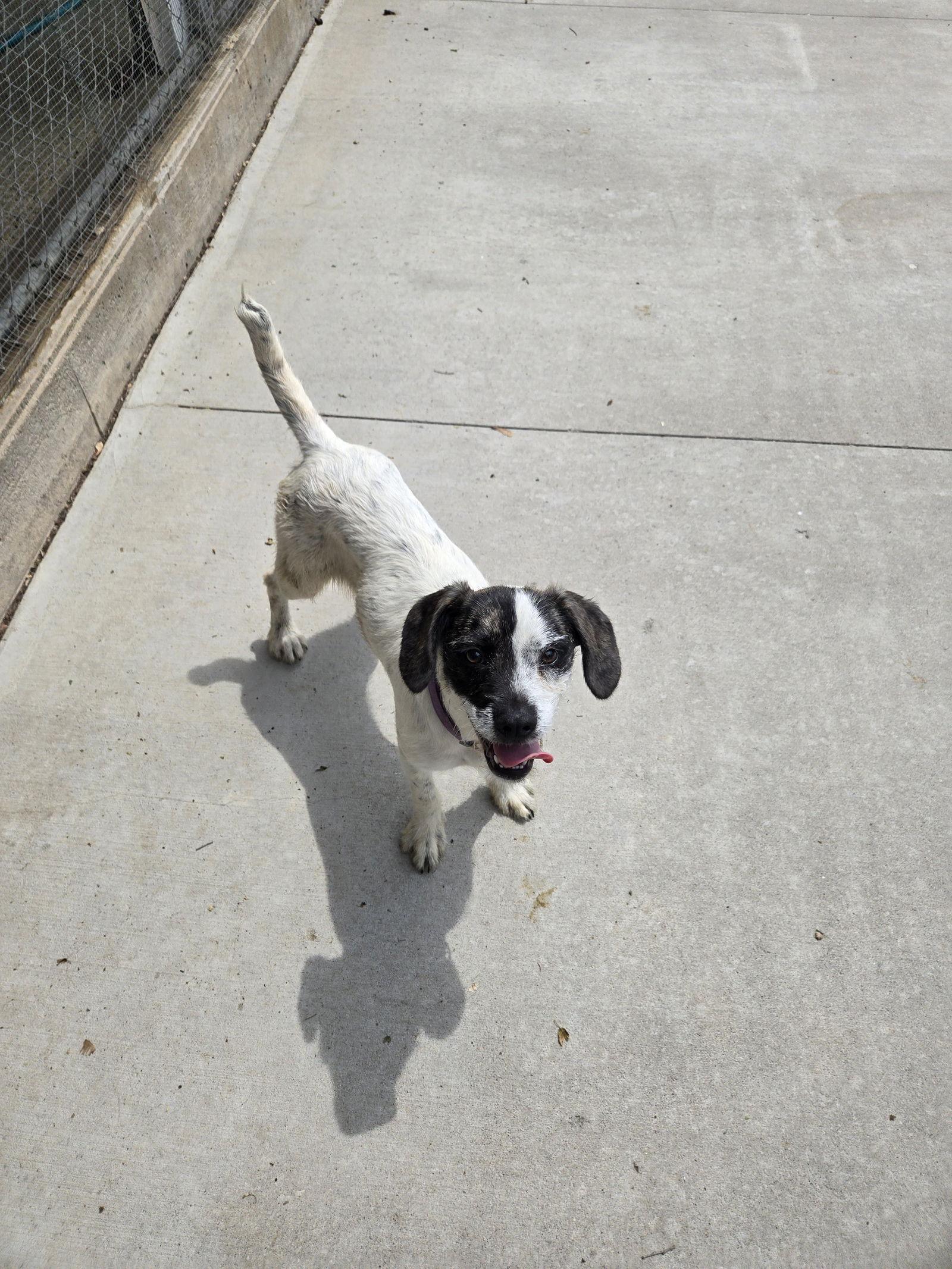 Enlarge Sammie Bubbles, a Adoptable Terrier in Maquoketa, IA image 1/1