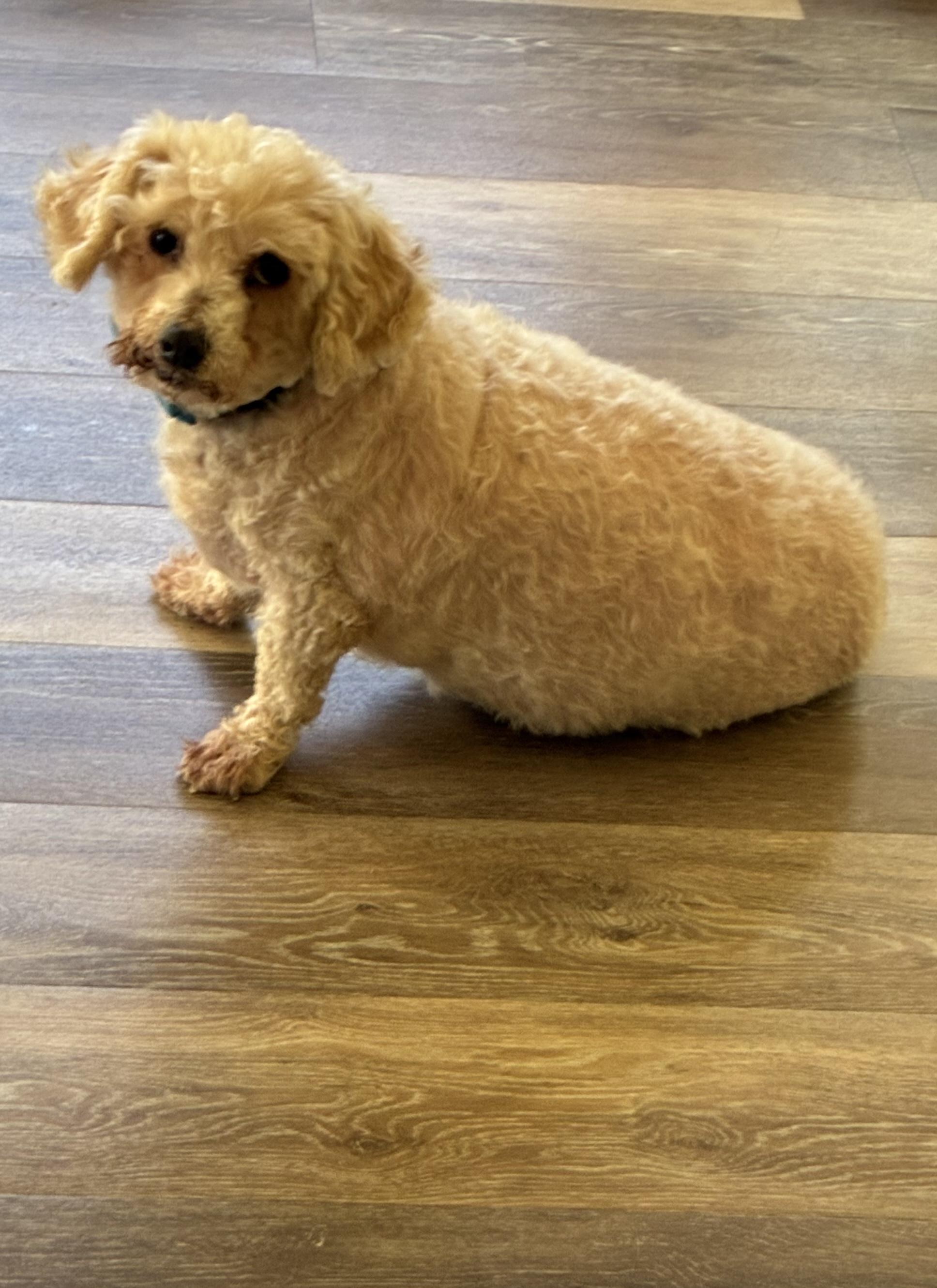 Big Ted