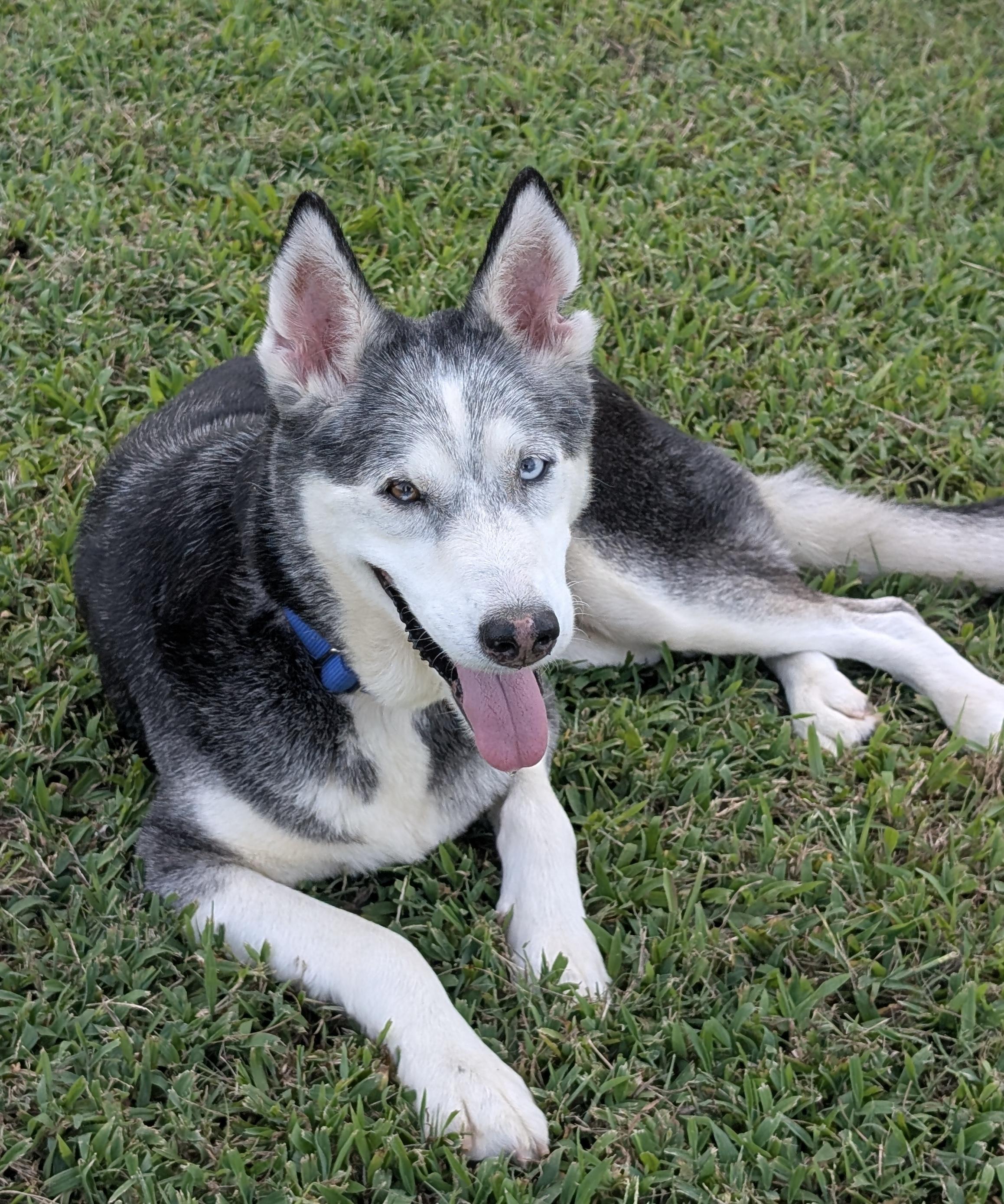 Enlarge Loki, a Adoptable mixed breed in Oak Ridge , NC image 4/6