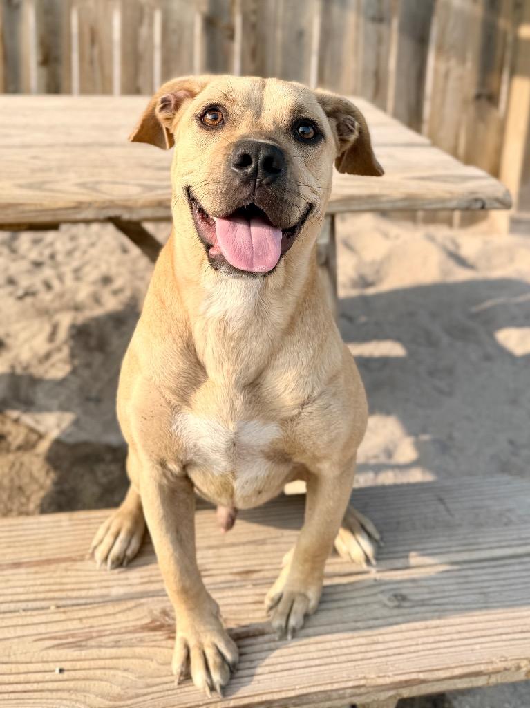 Joey, Adoptable, Young Male Mixed Breed.