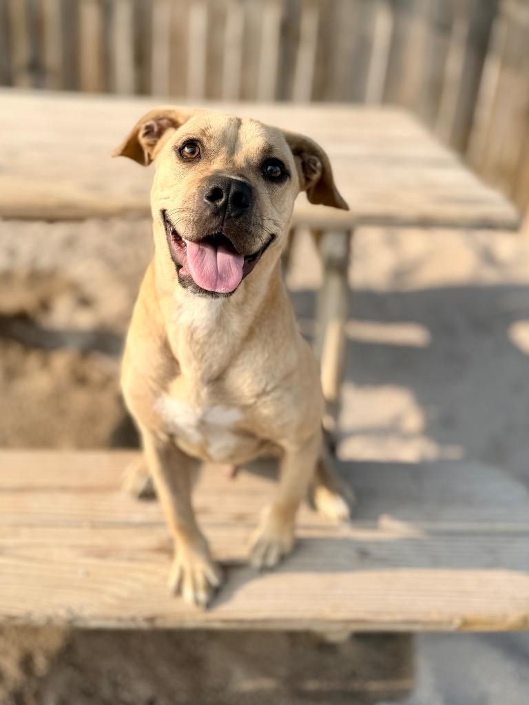 Joey, a Adoptable Mixed Breed in Muskegon, MI image 2/3