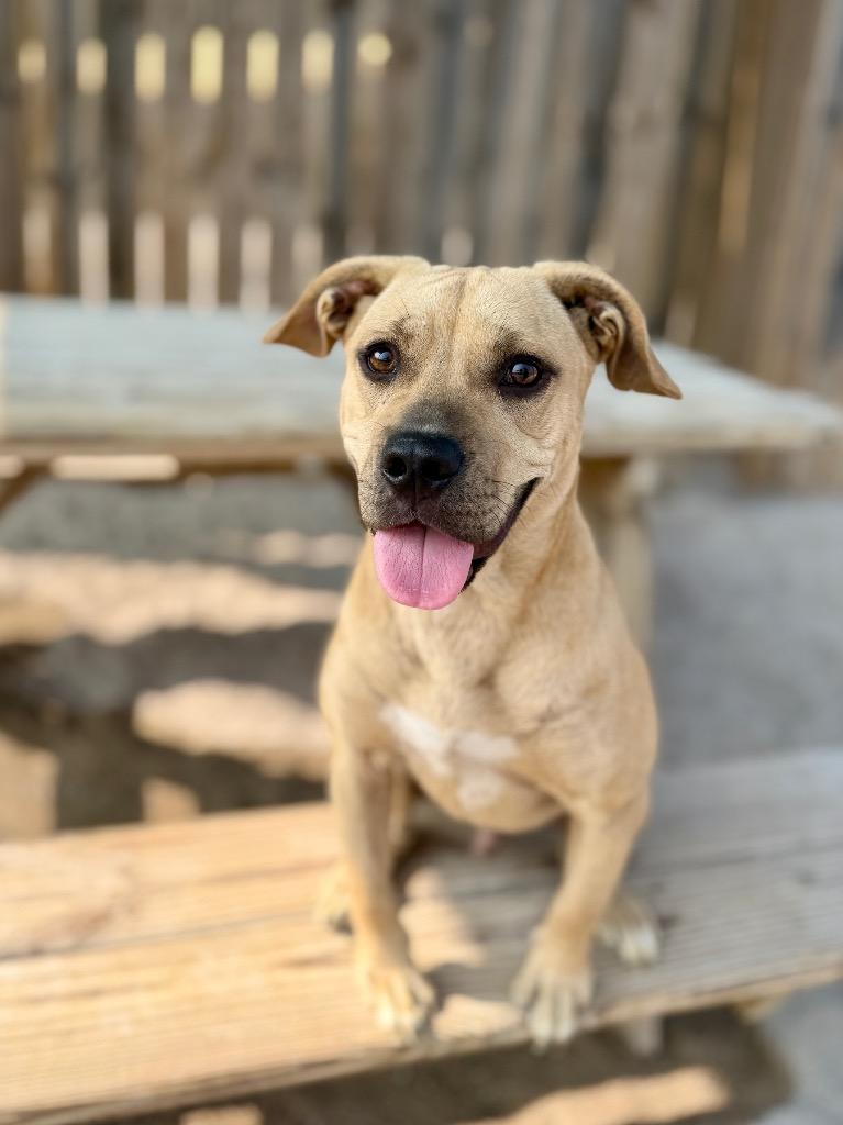 Joey, a Adoptable Mixed Breed in Muskegon, MI image 3/3