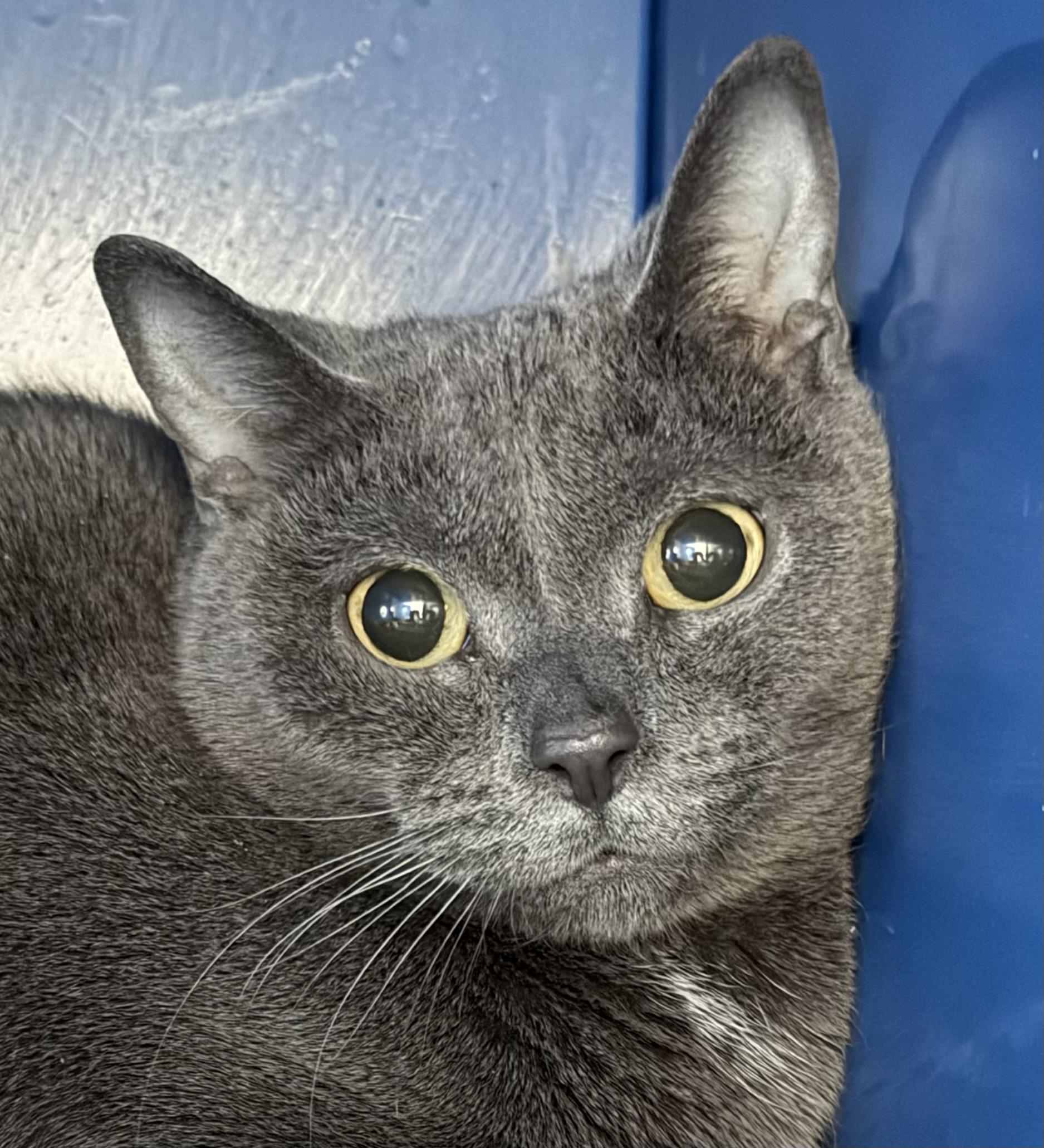 Rosa — thumbnail 2