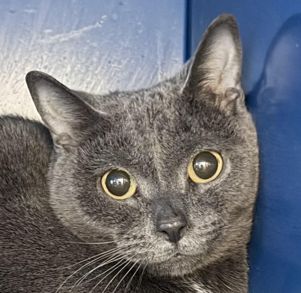 Rosa — thumbnail 3