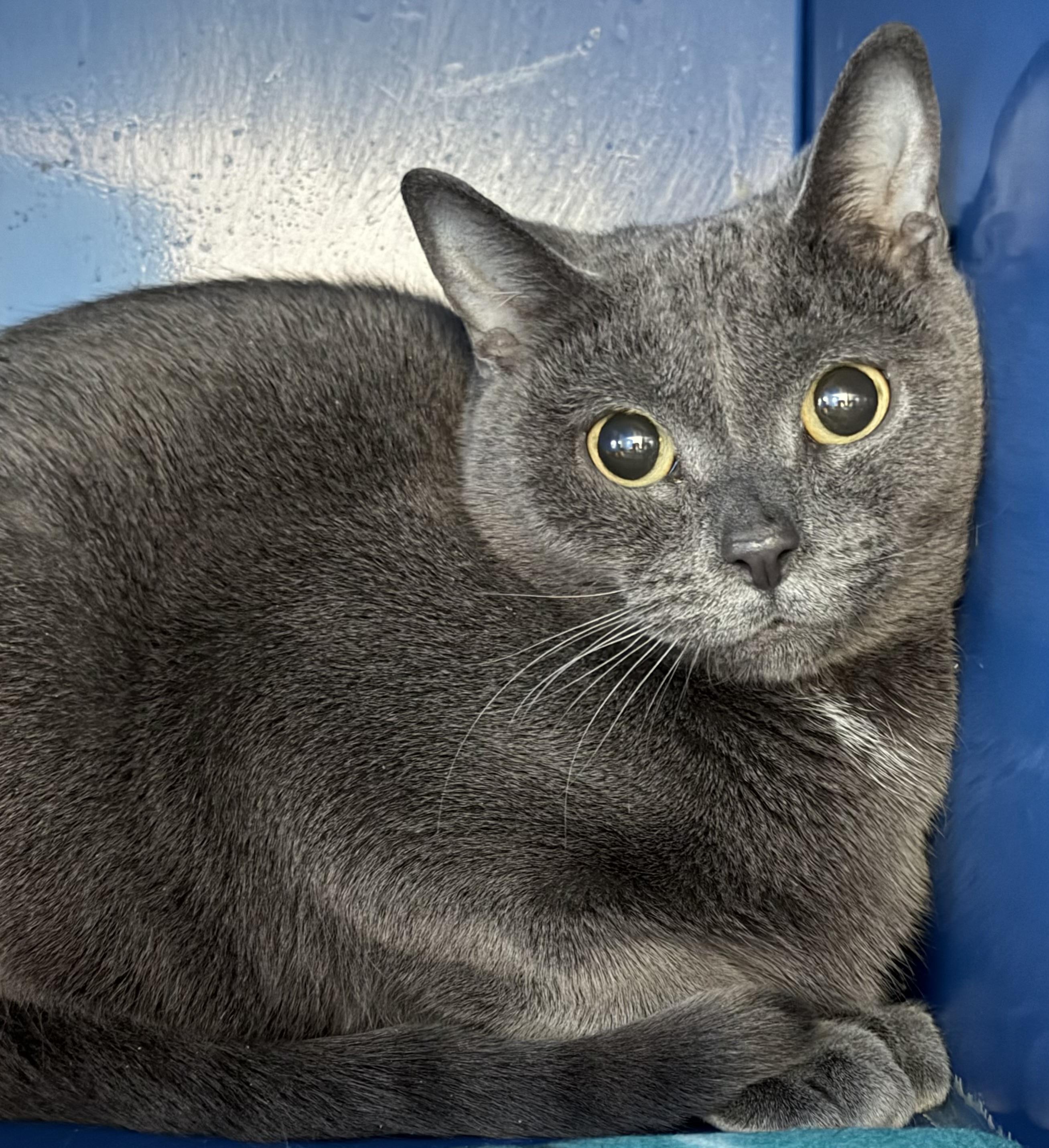 Rosa — thumbnail 4