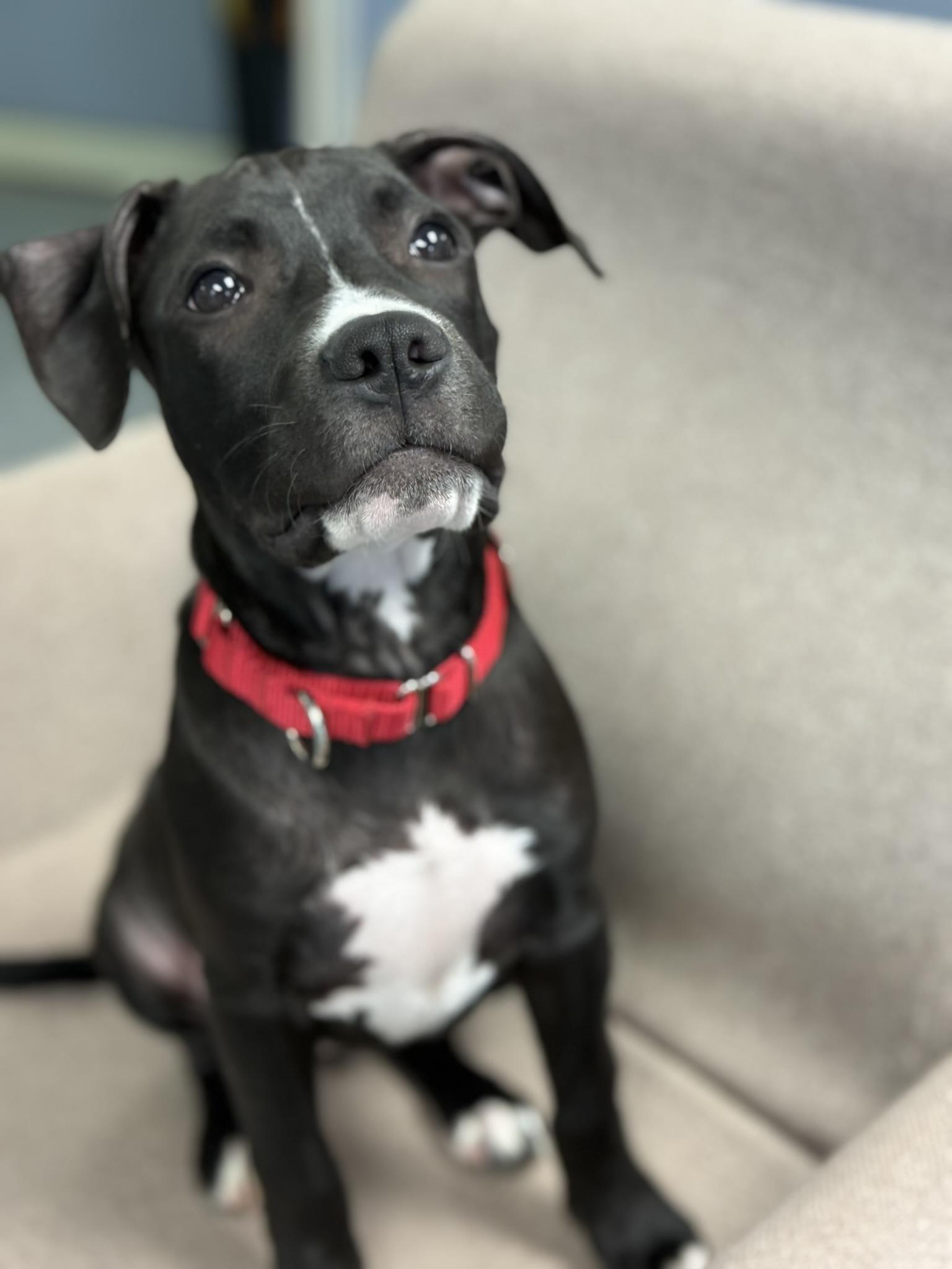 Reece, Adoptable, Puppy Female Mixed Breed.