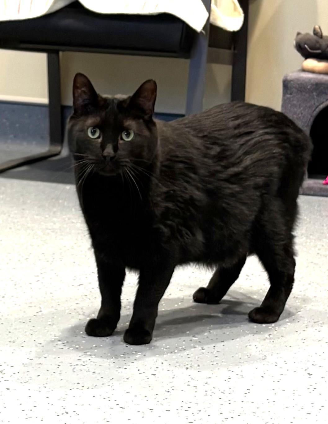 Jett, ADOPTABLE, Adult Male Domestic Short Hair.